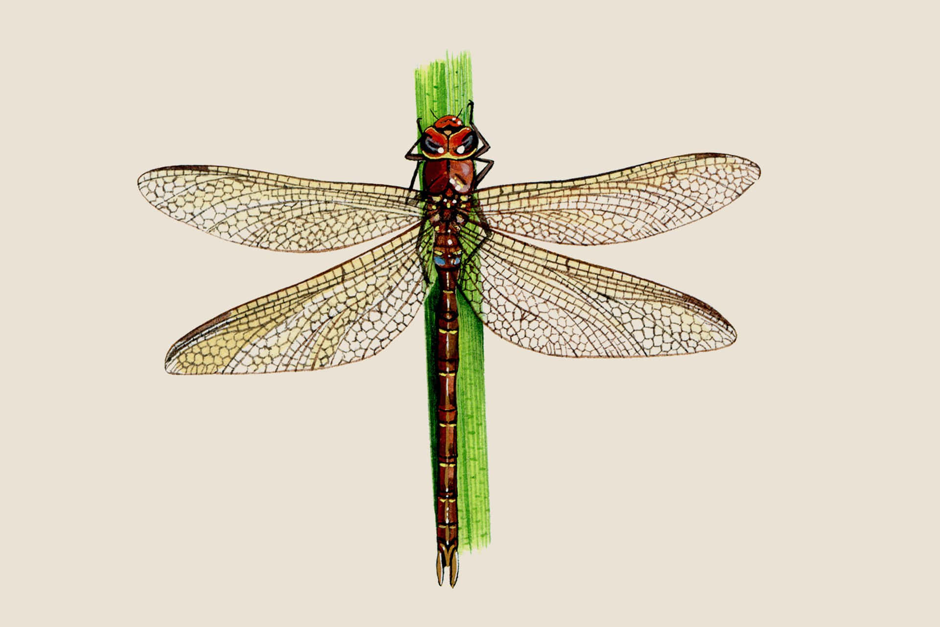Dragon Fly On Stem Pictures