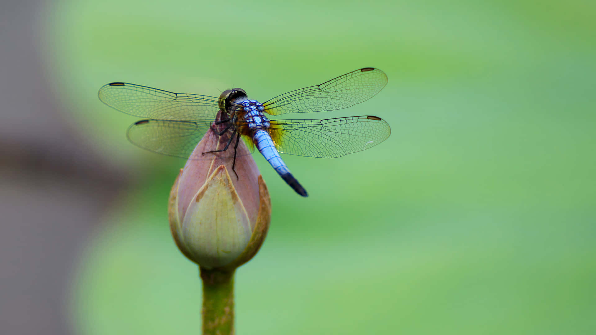 Blue Dragon Fly Pictures