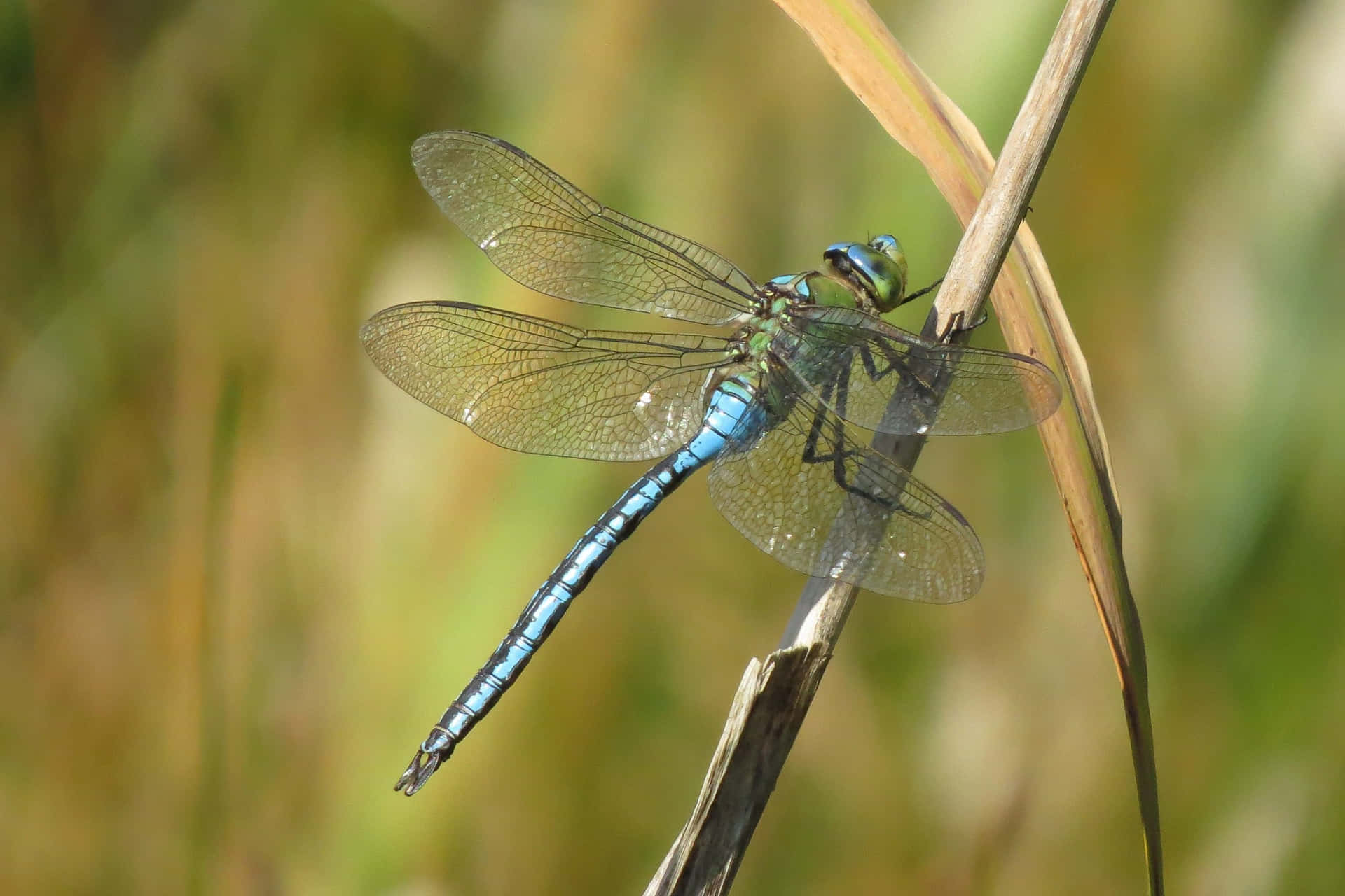 Dragon Fly In Woods Pictures