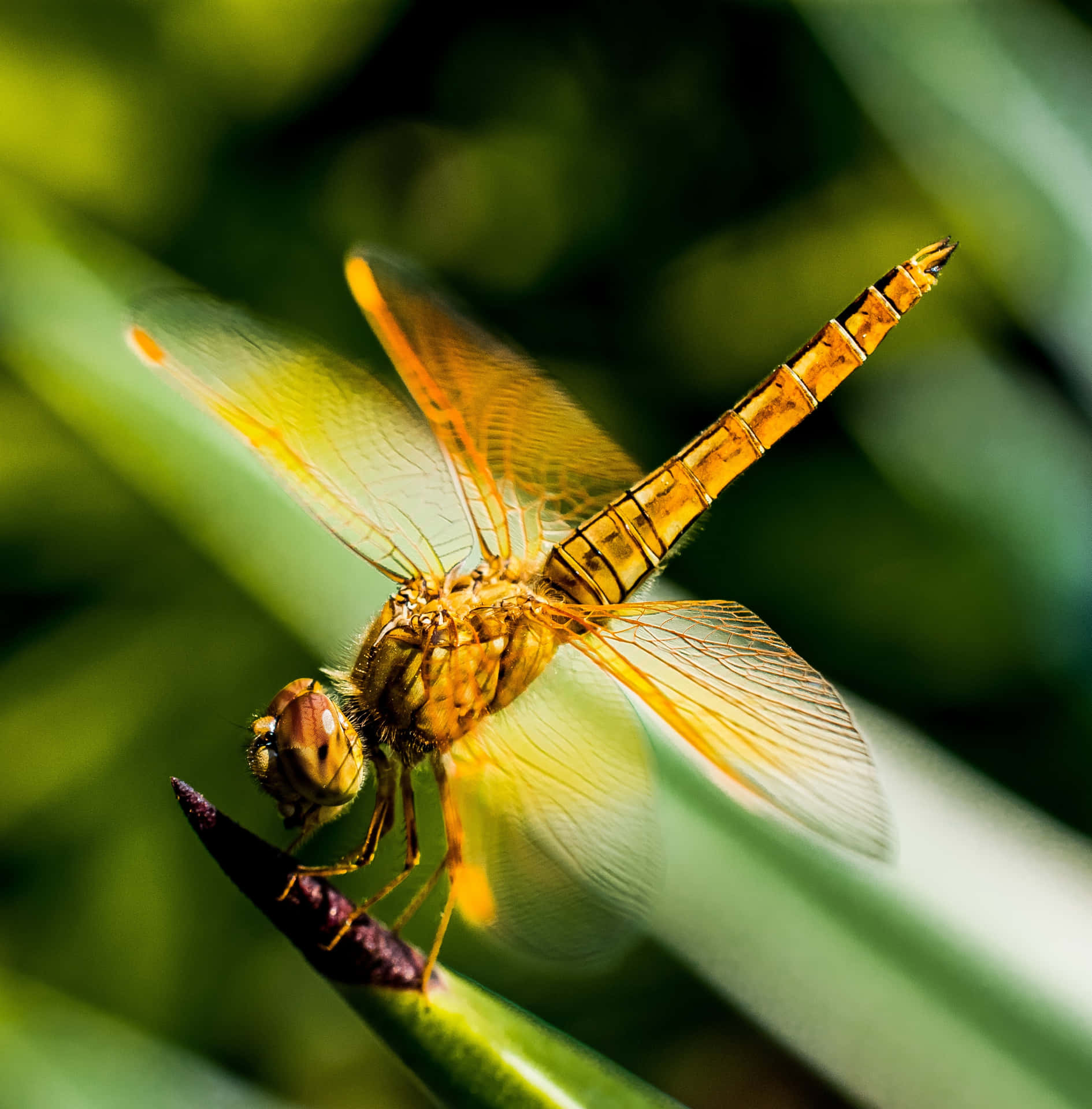 Yellow Dragon Fly Pictures