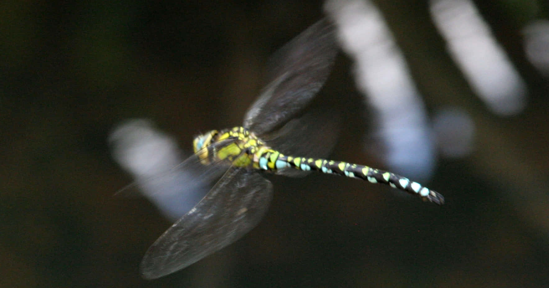 Dragon Fly Focus Pictures