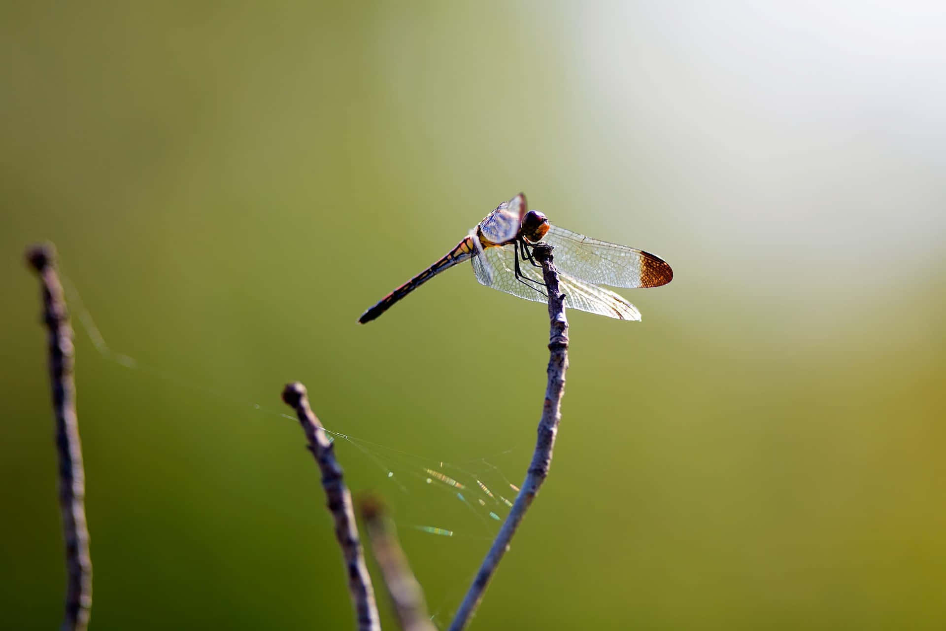 Dragon Fly On Stem Pictures