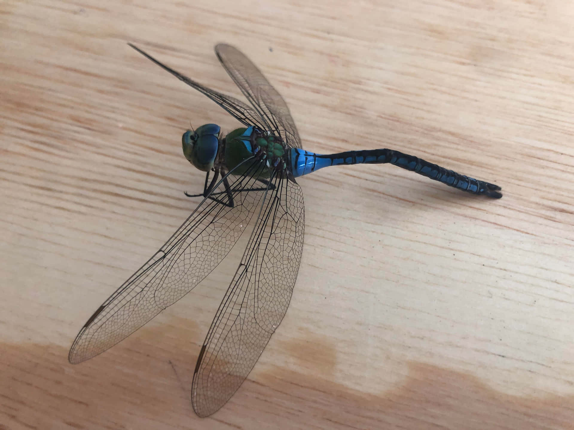 Dragon Fly On Table Pictures