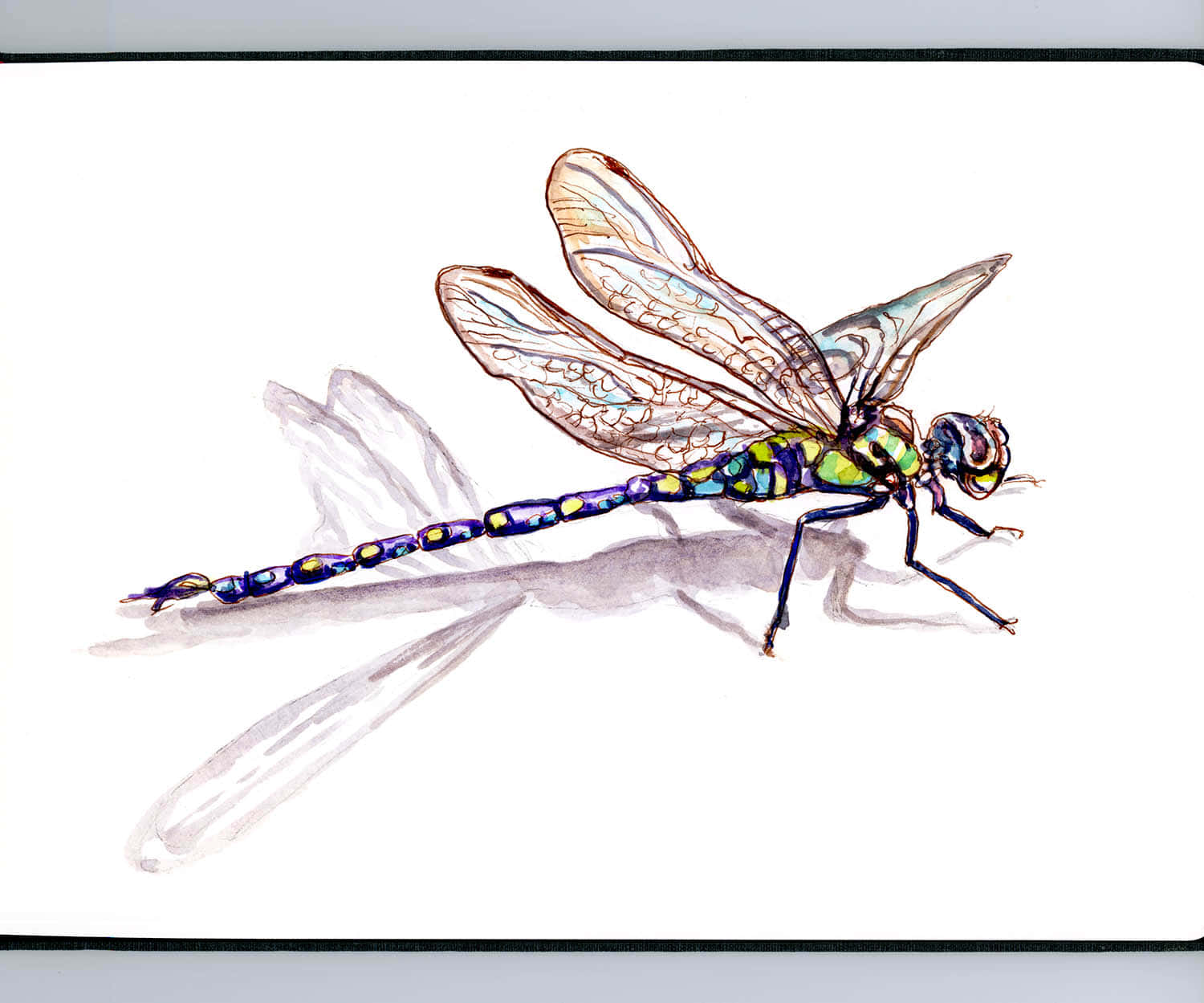 Dragon Fly Drawing Pictures