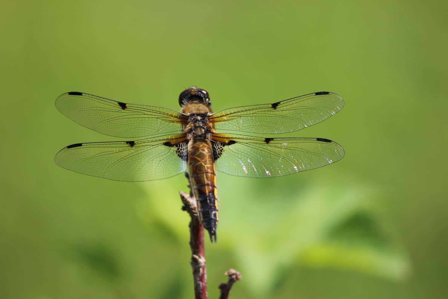 Transparent Dragon Fly Pictures