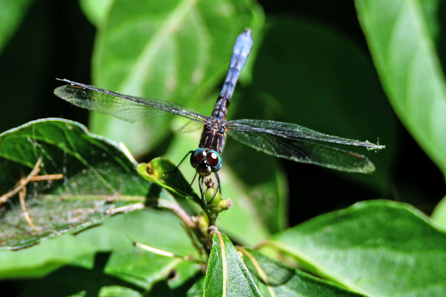 Dragon Fly On Plants Pictures