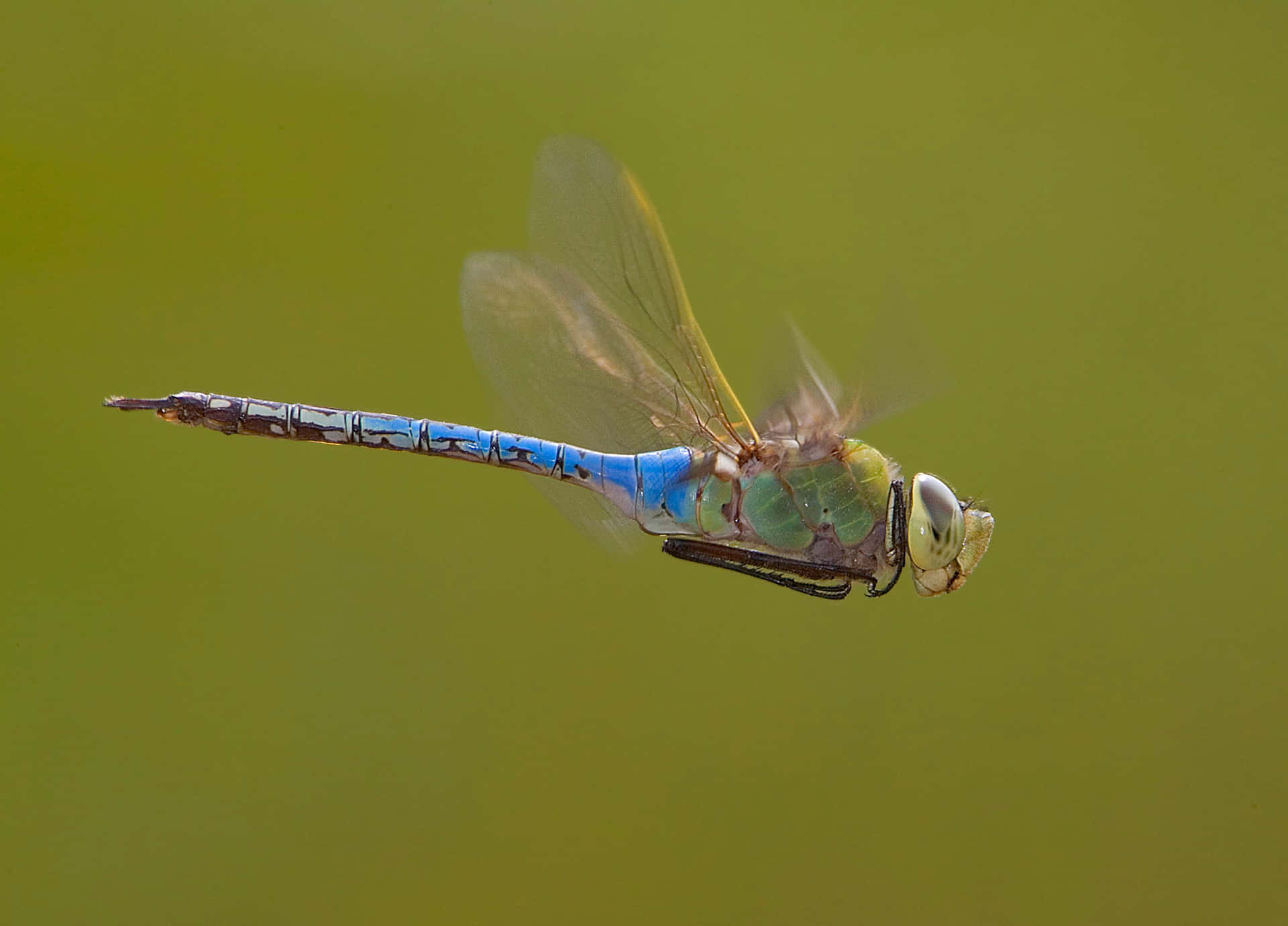 Dragon Fly On Air Pictures
