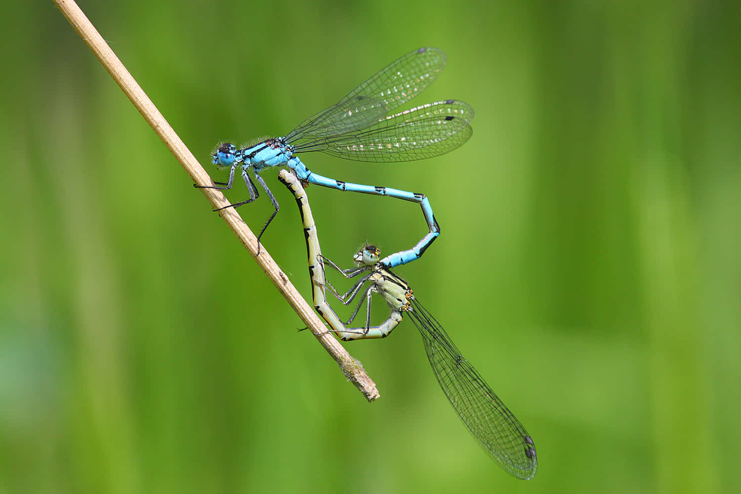 Heart Dragon Fly Pictures