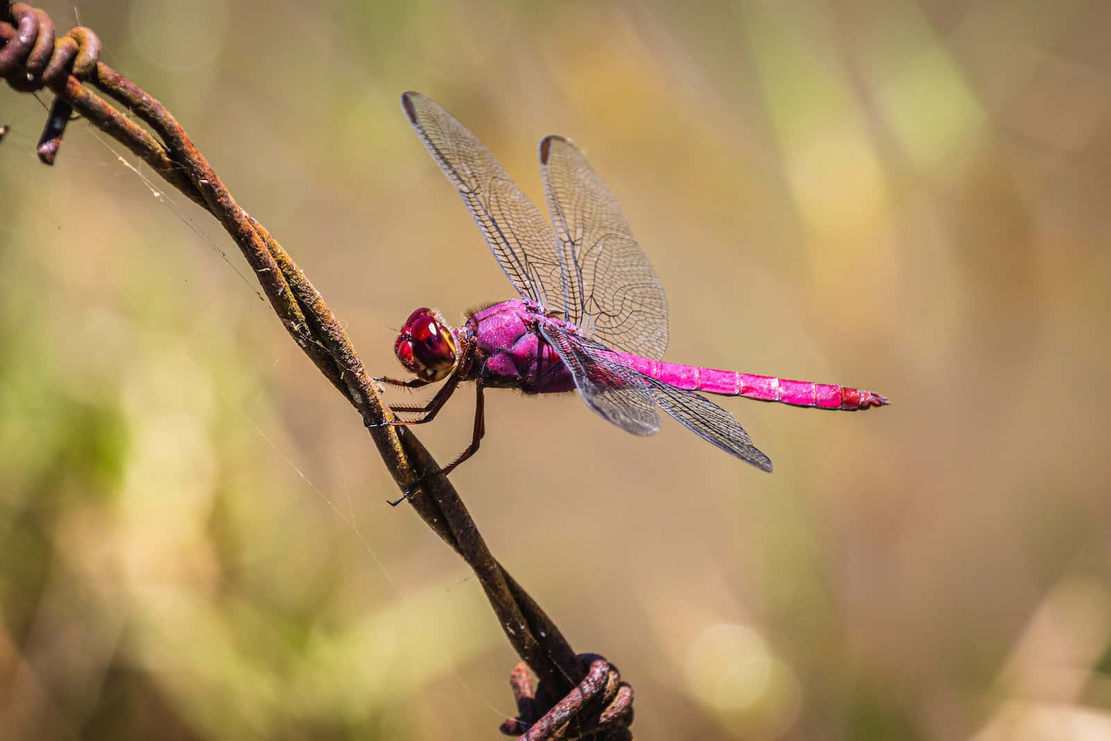 Pink Dragon Fly Pictures