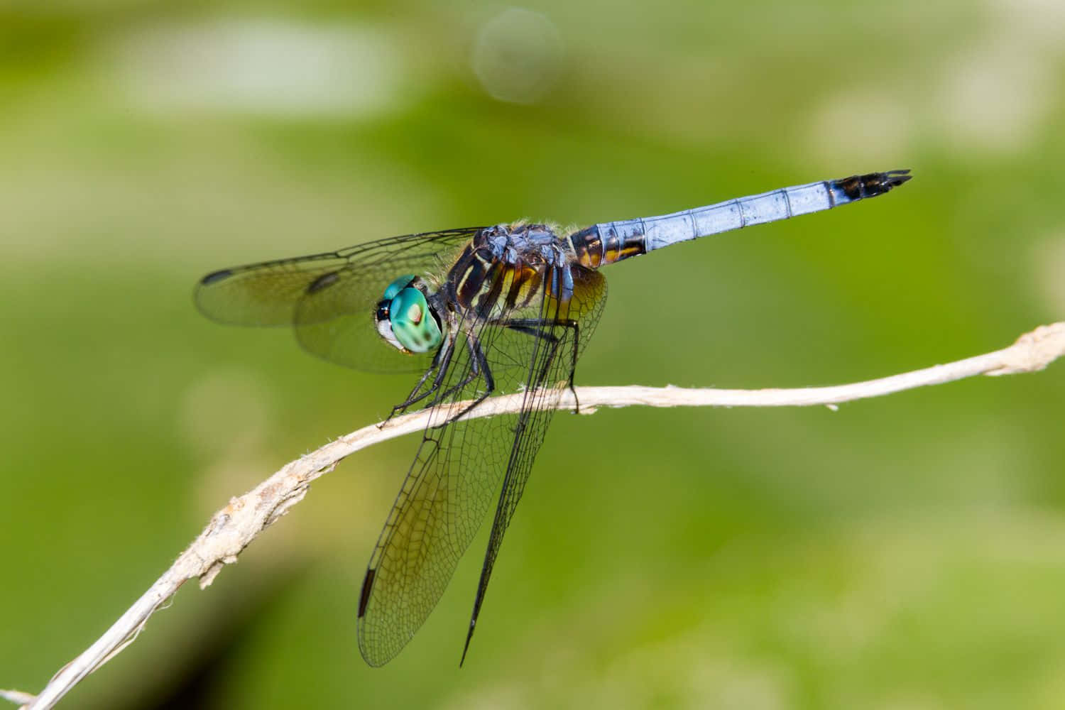 Dragon Fly On Branch Pictures