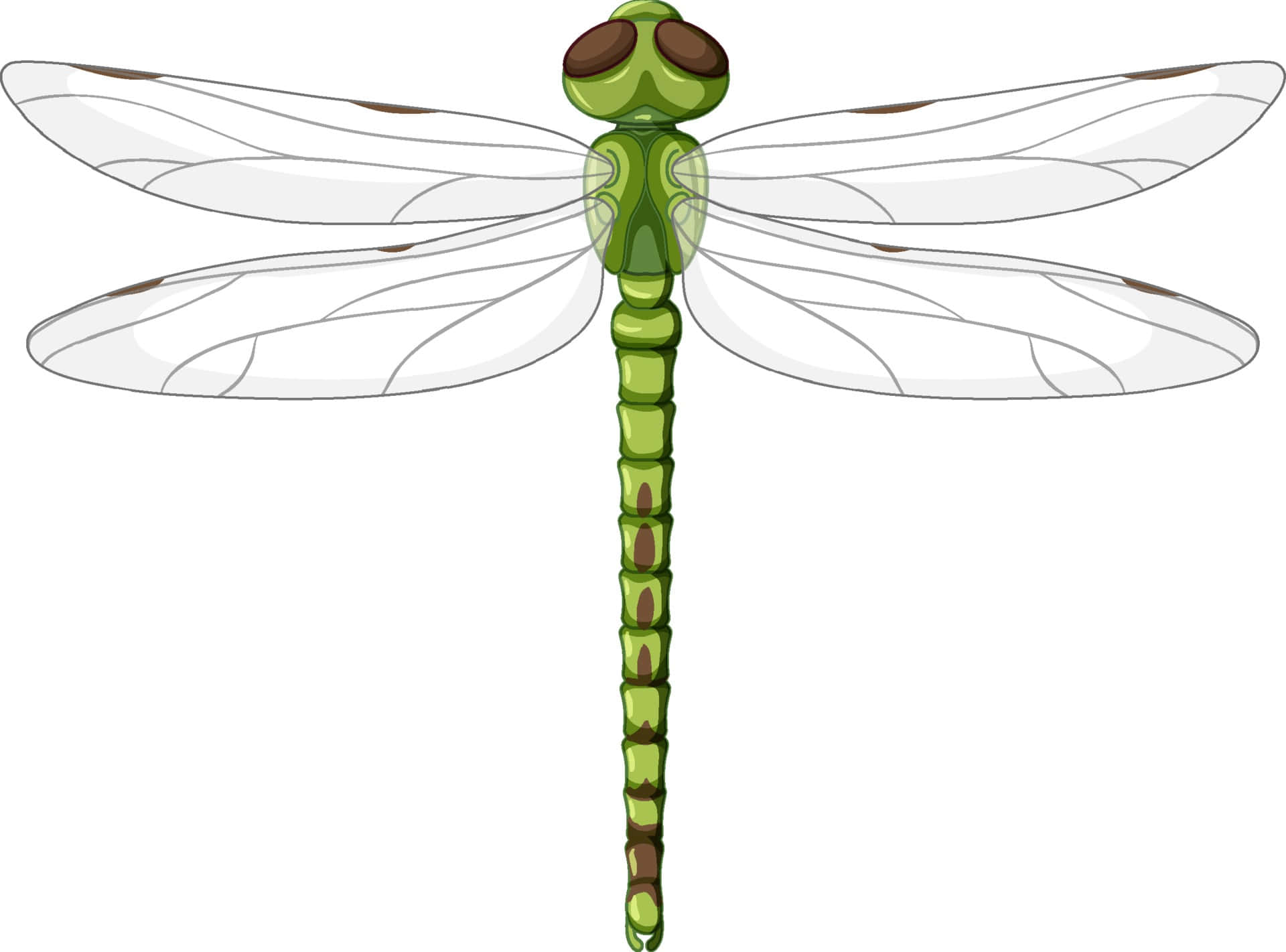 Dragon Fly Drawing Pictures