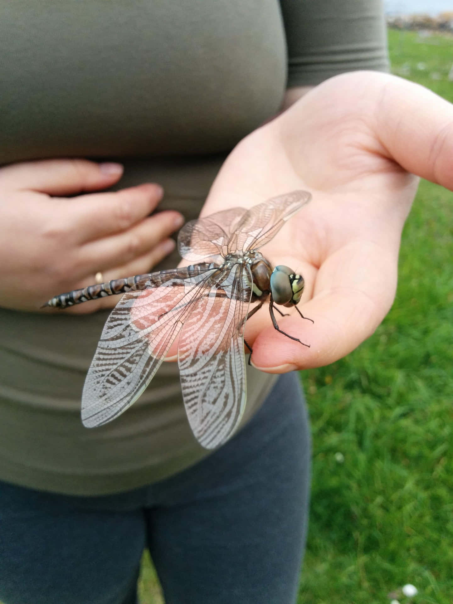 Dragon Fly On Hand Pictures