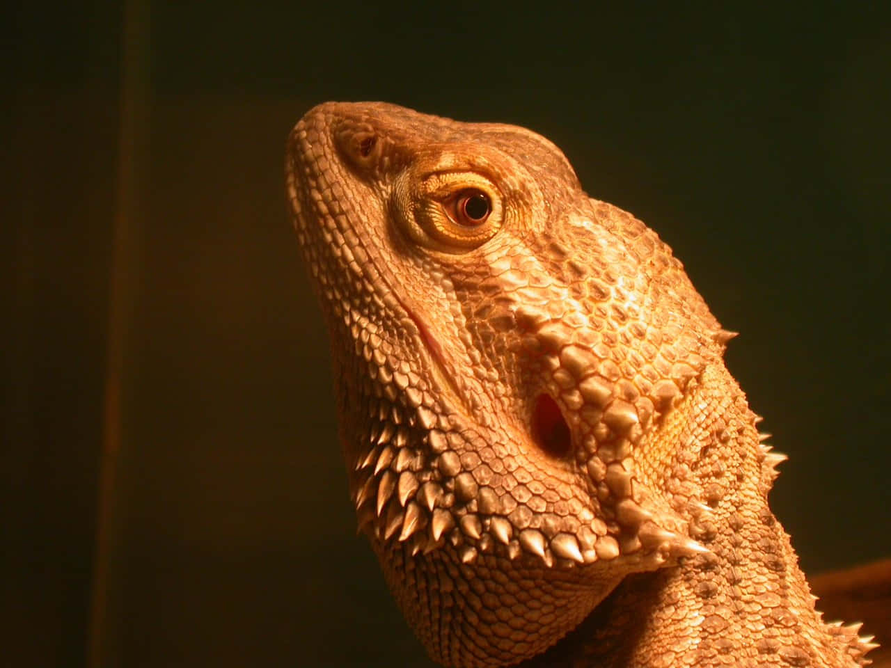 Majestic Dragon Profile