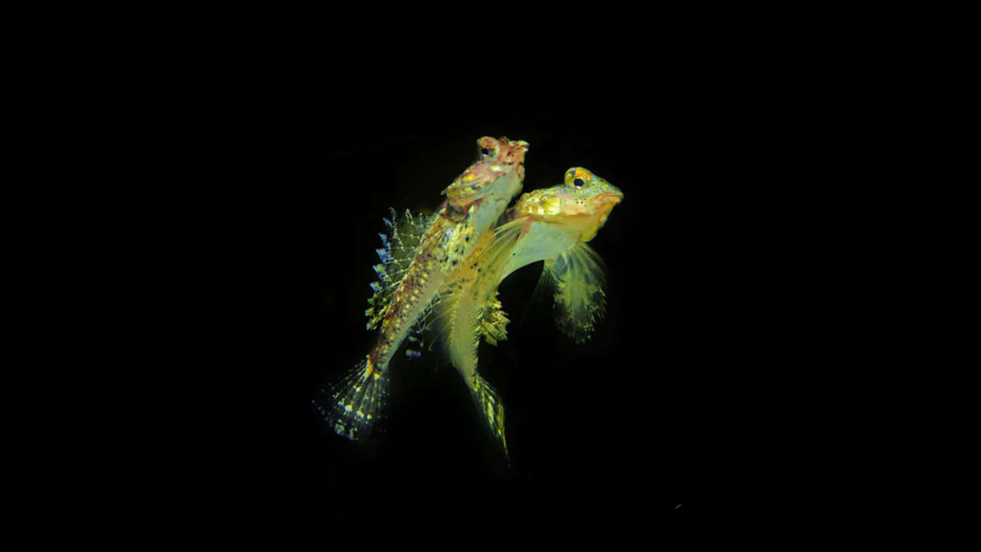 Dragonet Fish Duoin Deep Sea Wallpaper