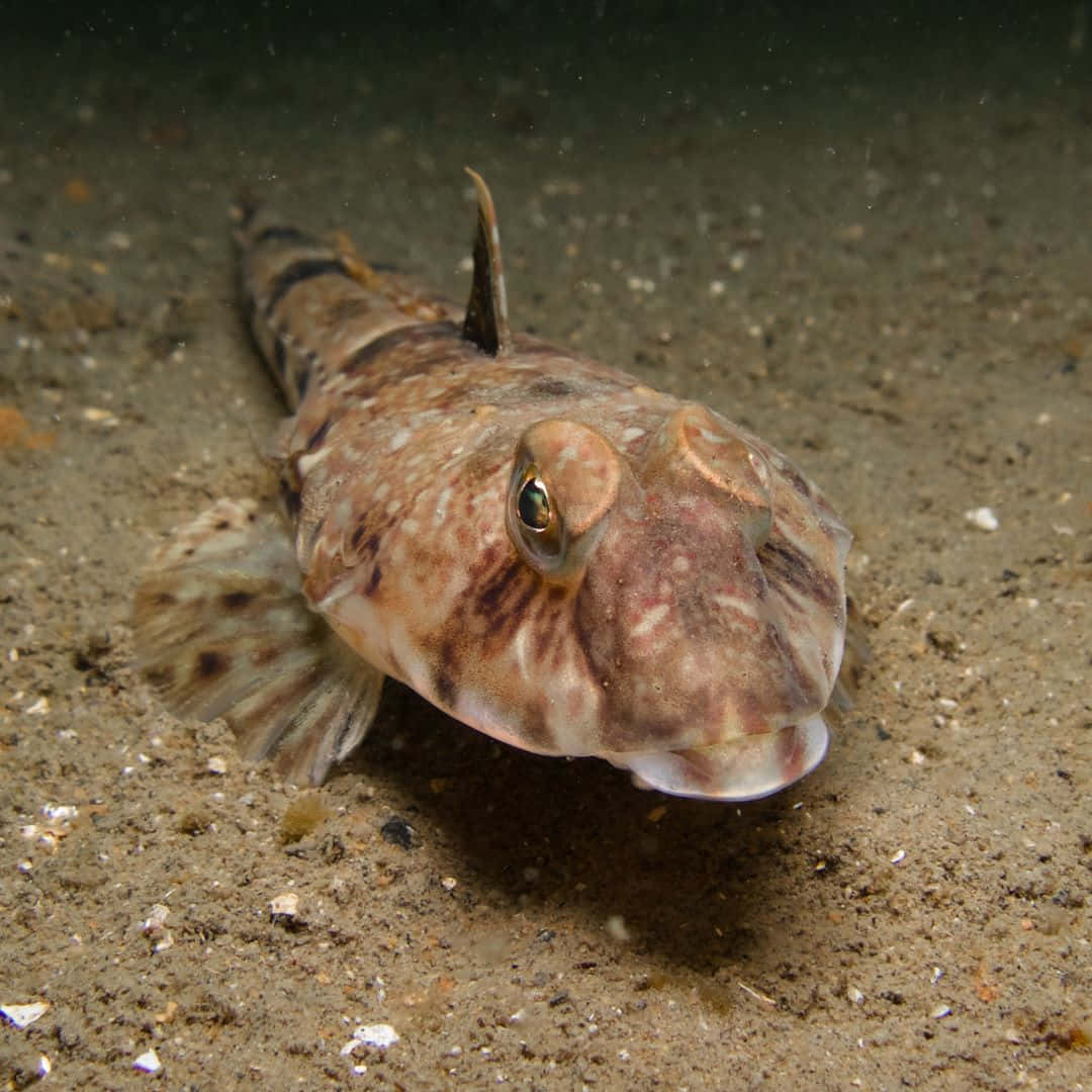Dragonet Fish On Seabed.jpg Wallpaper