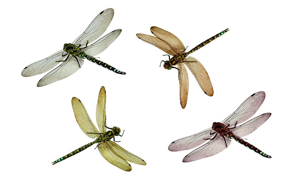Dragonflies_ Illustration_ Set PNG
