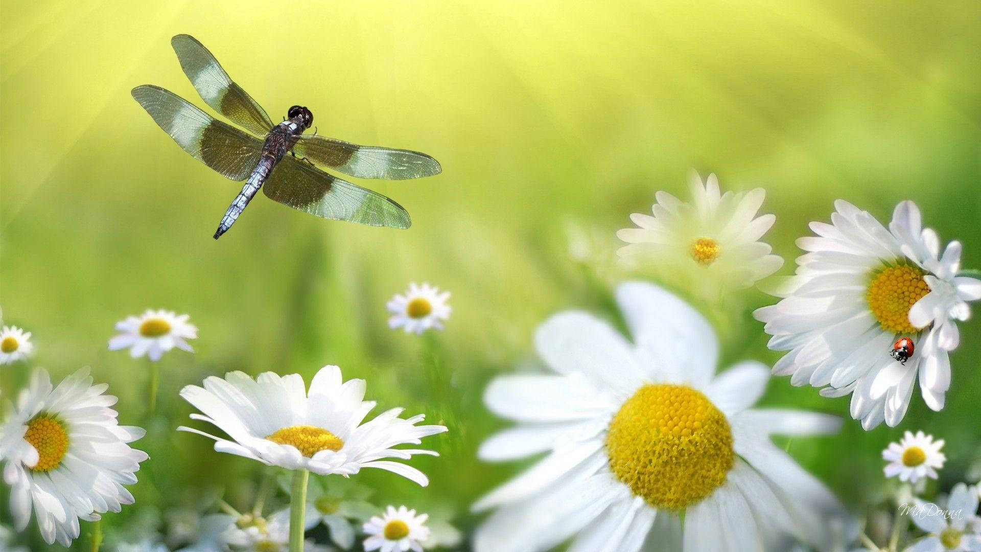 Dragonfly Above White Daisies