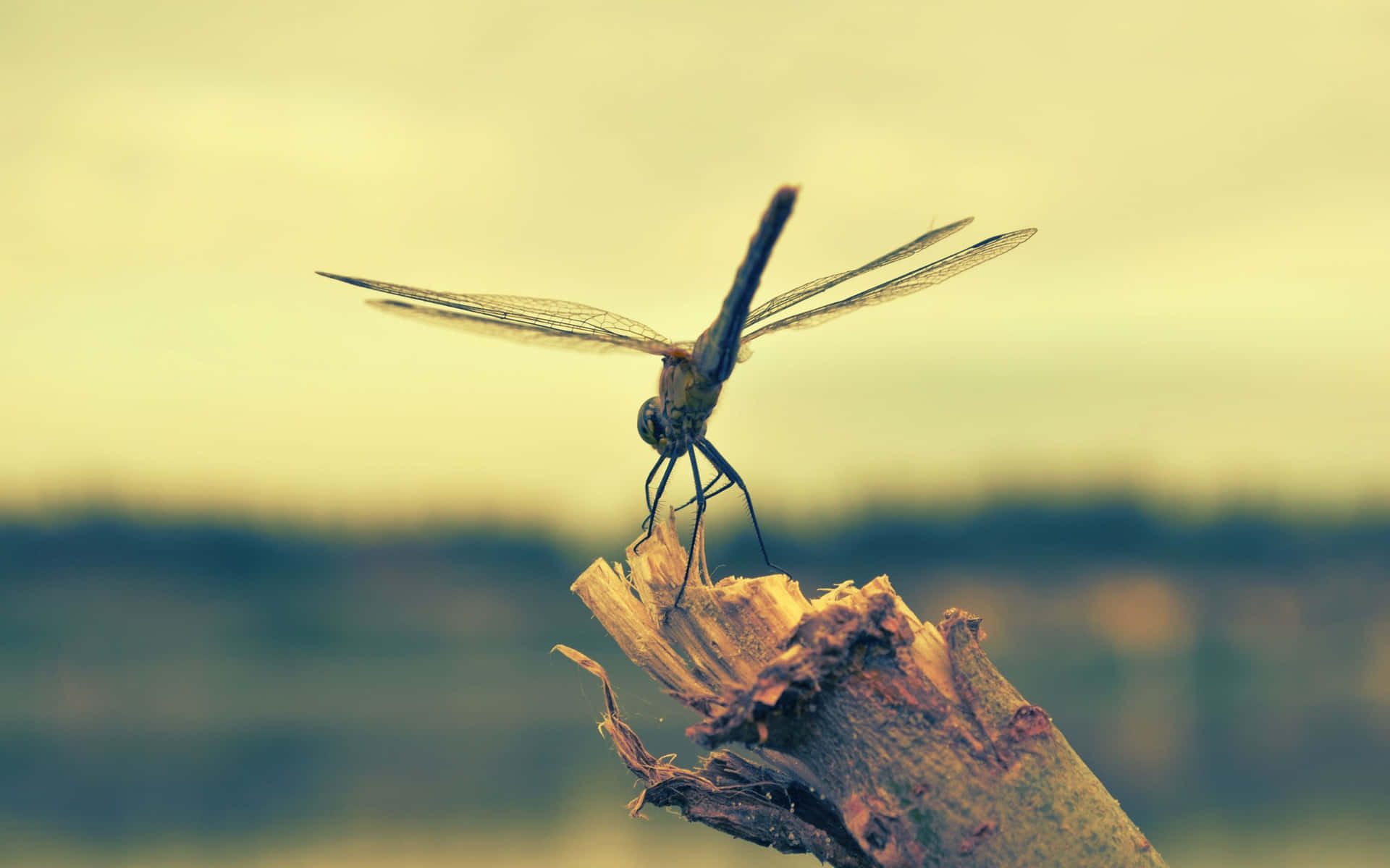 "Intricate beauty of a dragonfly is mesmerizing"