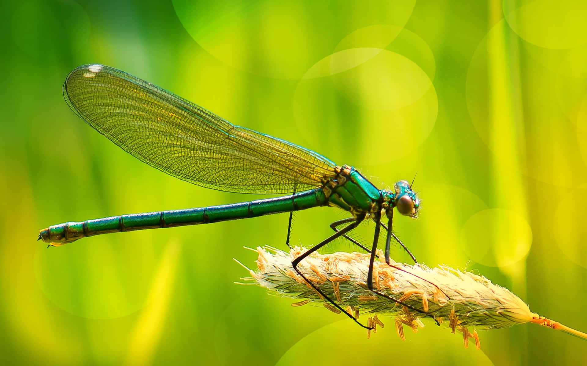 A Dragonfly Takes Glimpse of the Wilderness