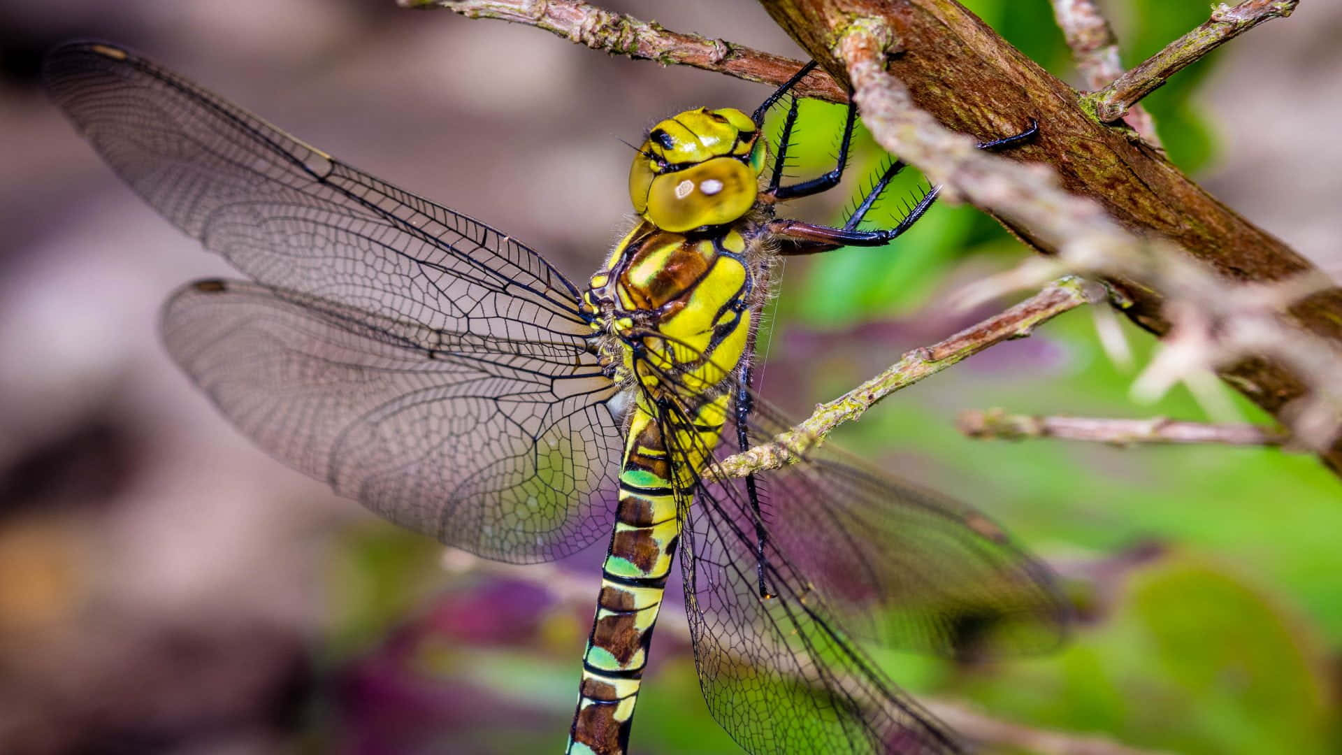 Nature's Beauty - A Dragonfly Taking Flight in a Flower Garden