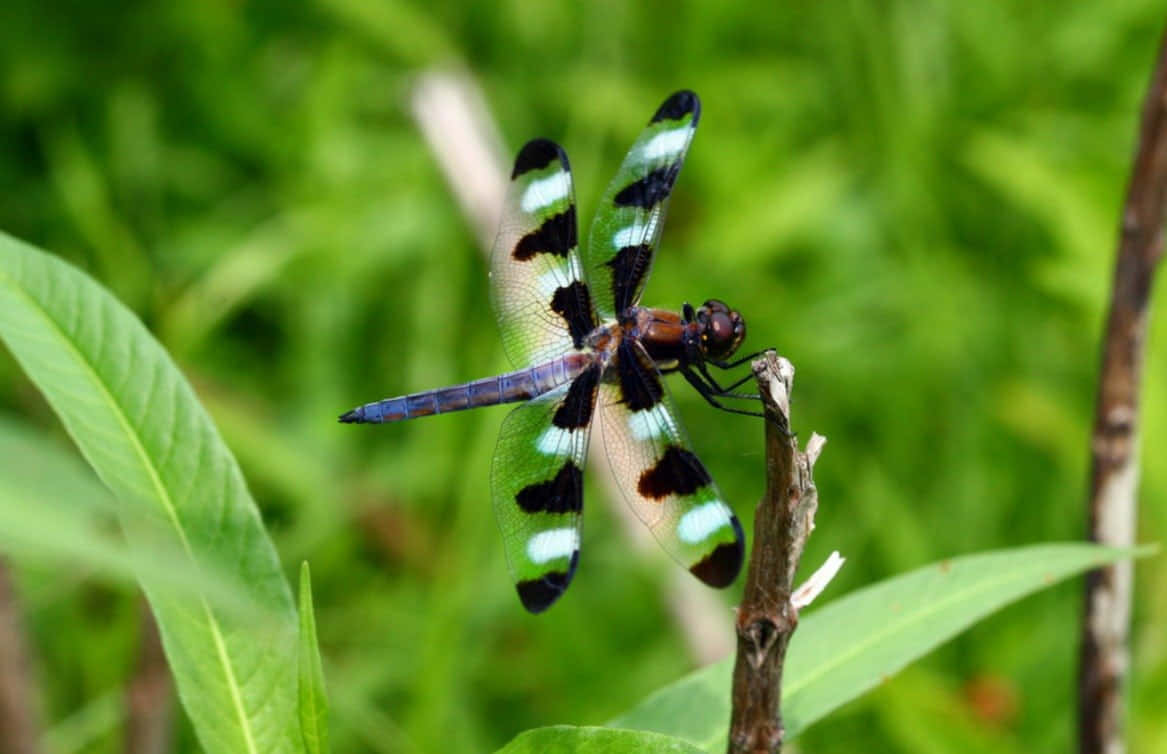 Enjoy Nature's Beauty with Dragonflies