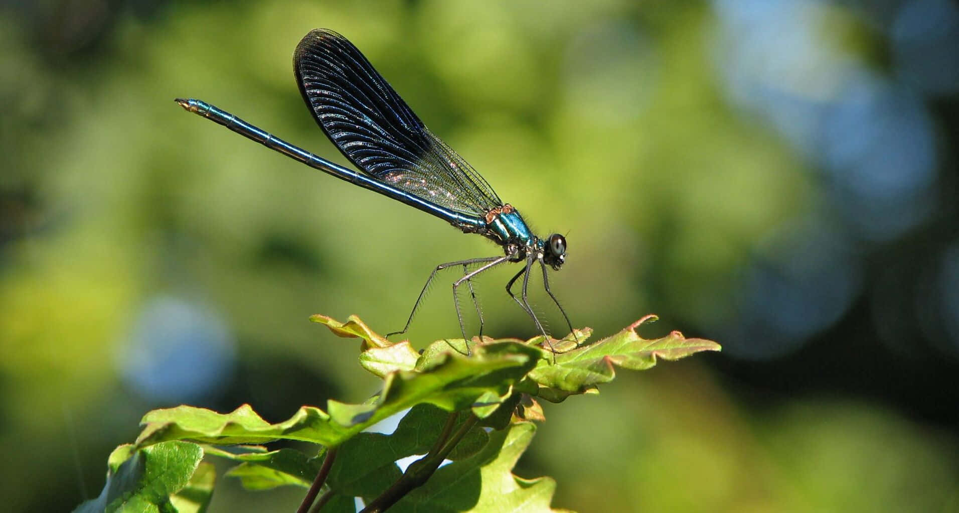 A vivid Dragonfly perched on a blade of grass