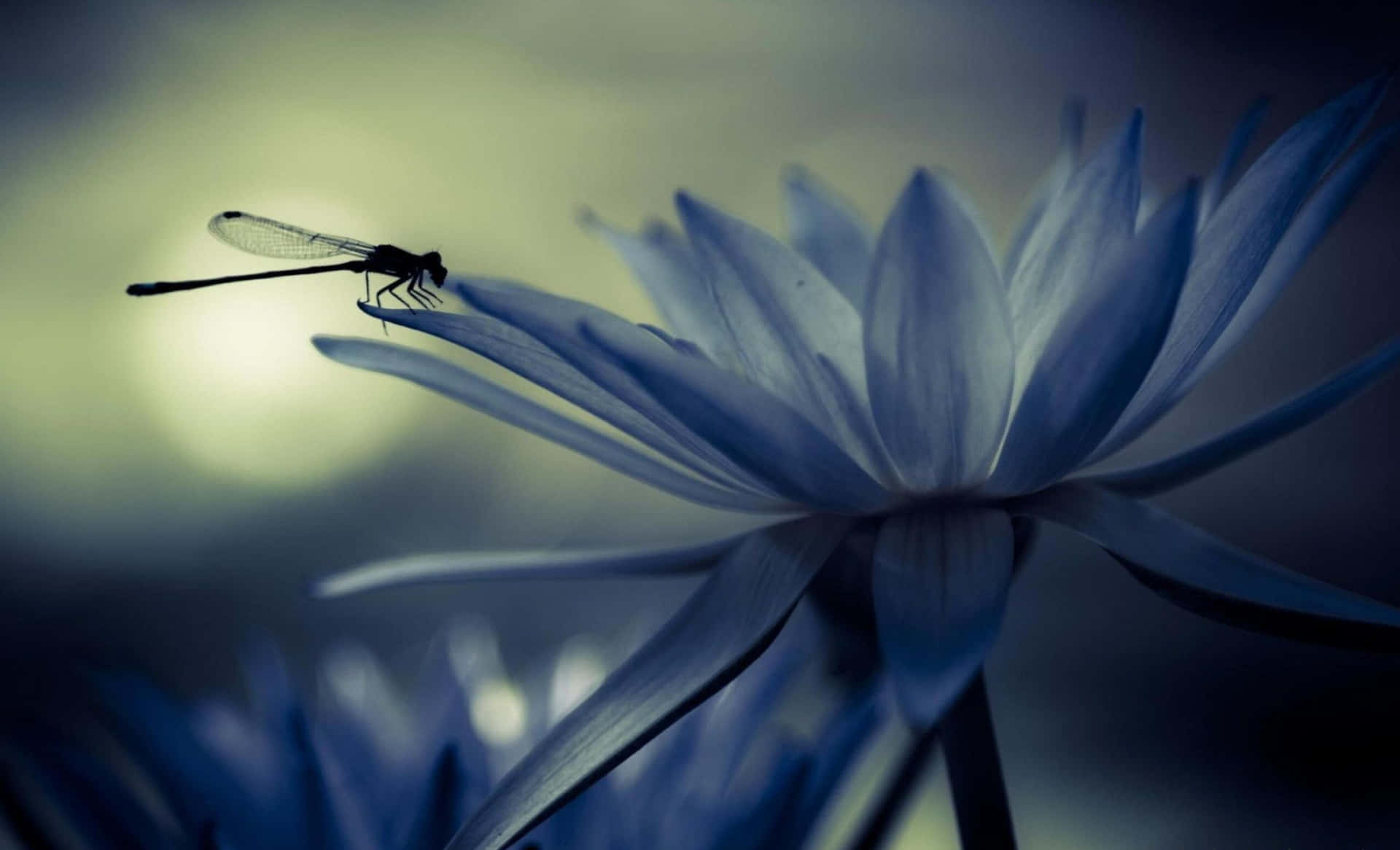 "A beautiful blue Dragonfly perched on a leaf over a reflective lake."
