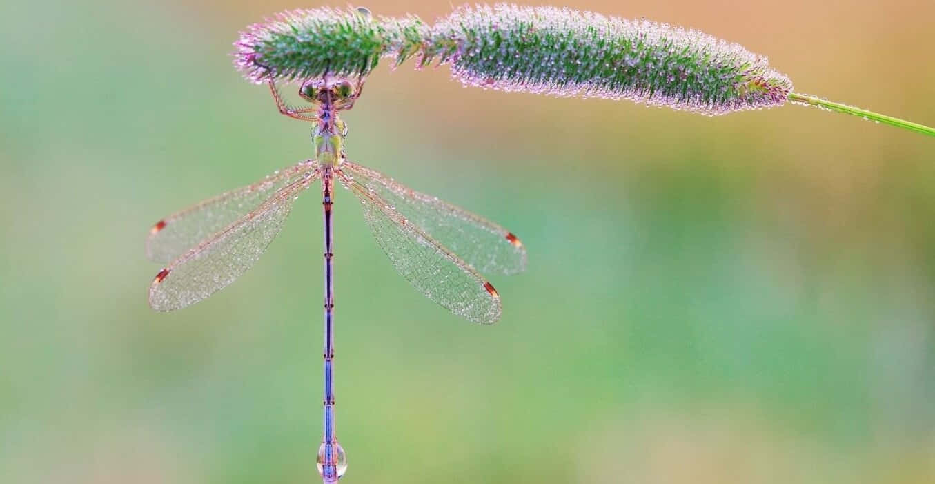 A beautiful dragonfly taking a rest in a calm and inviting atmosphere.