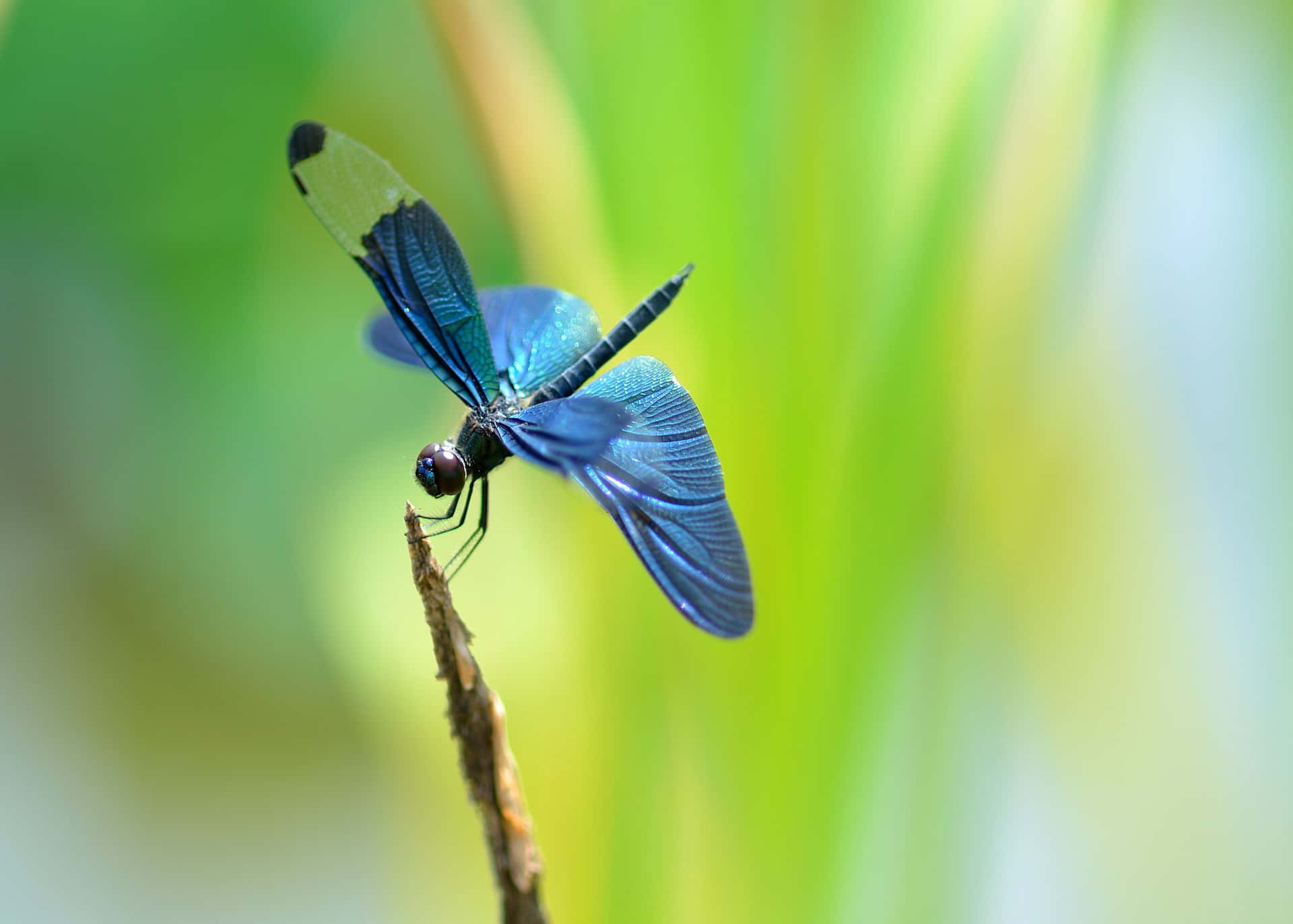A dragonfly perched on a blade of grass against a summer sky