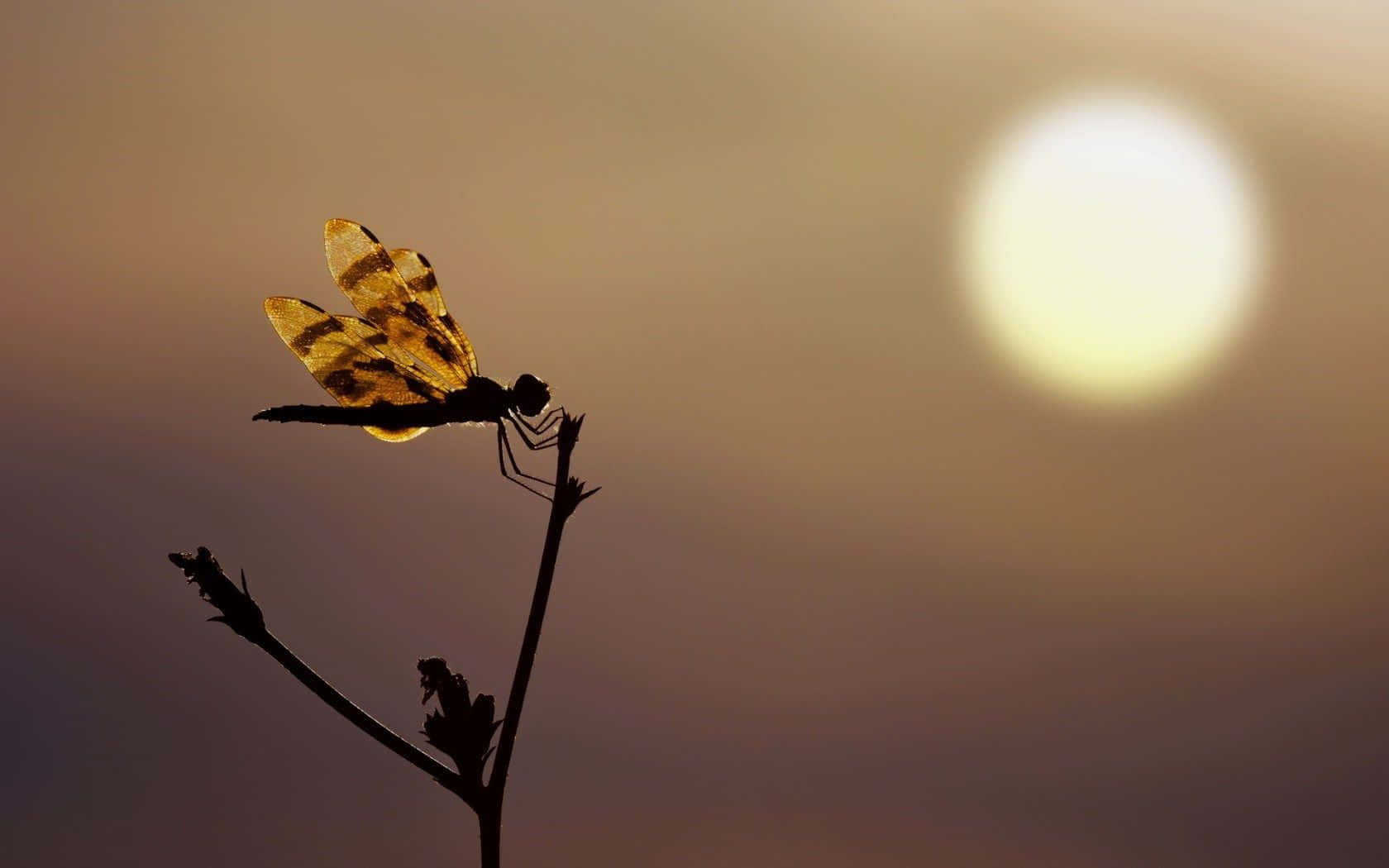 Eineblaue Libelle Ruht Auf Einer Sonnenblume.