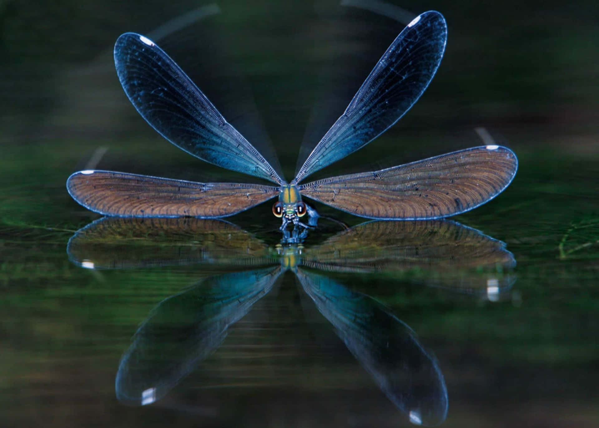 Dragonfly Soaring Through the Air