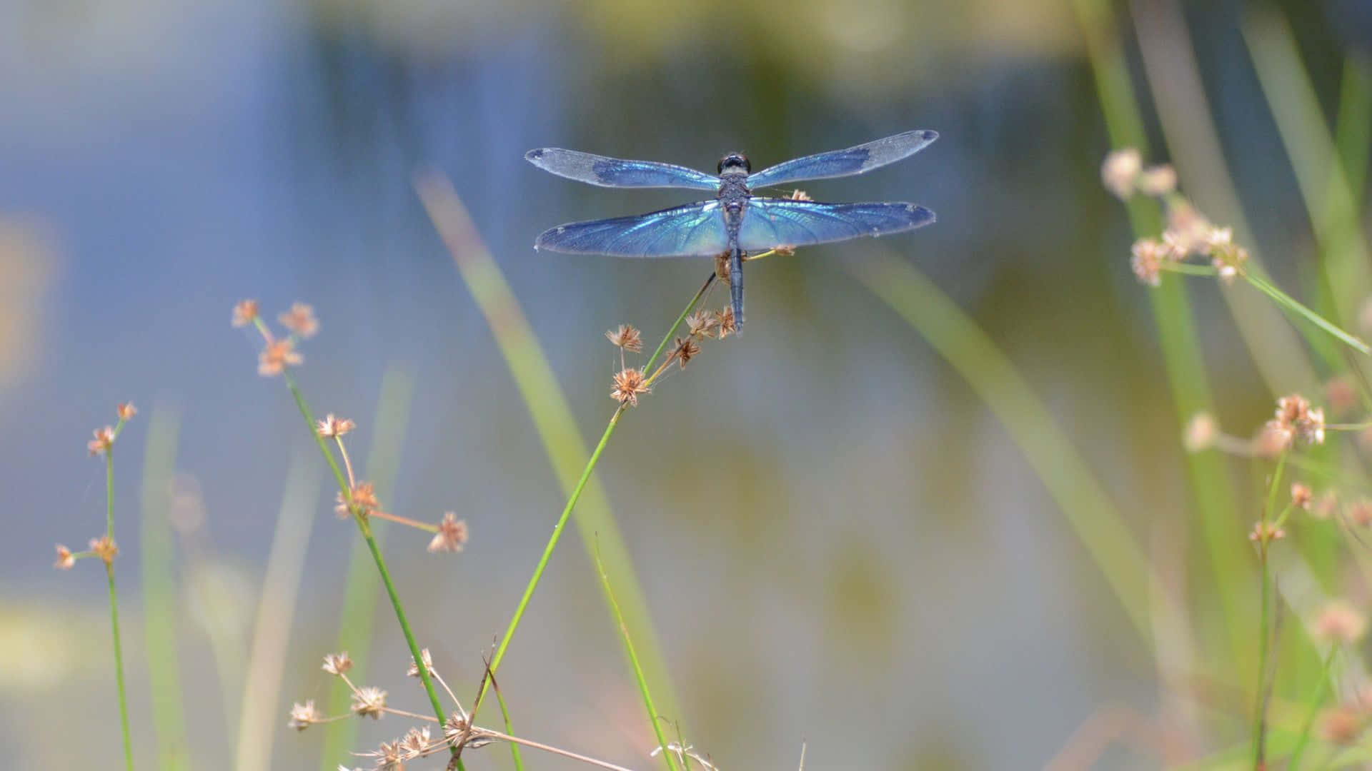 A dragonfly rests in a bed of luscious summer grass.