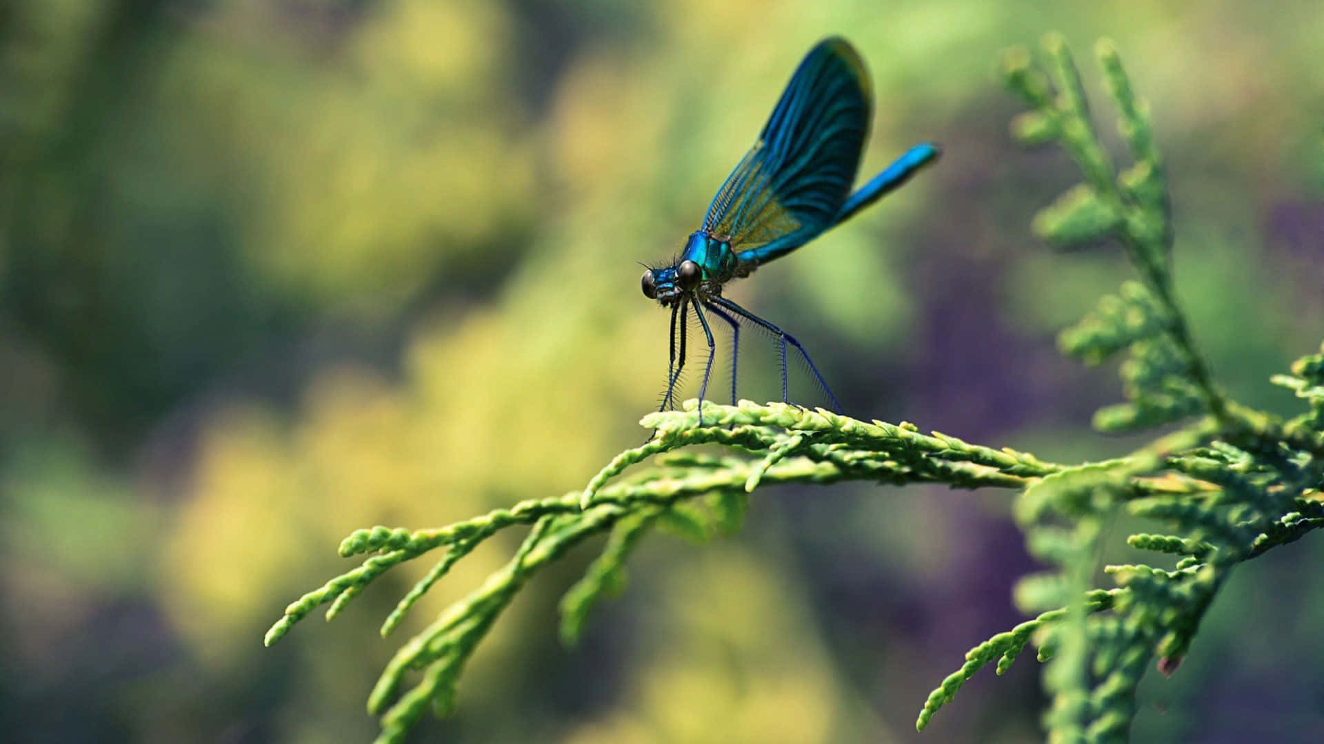 Dragonfly in Beautiful Background