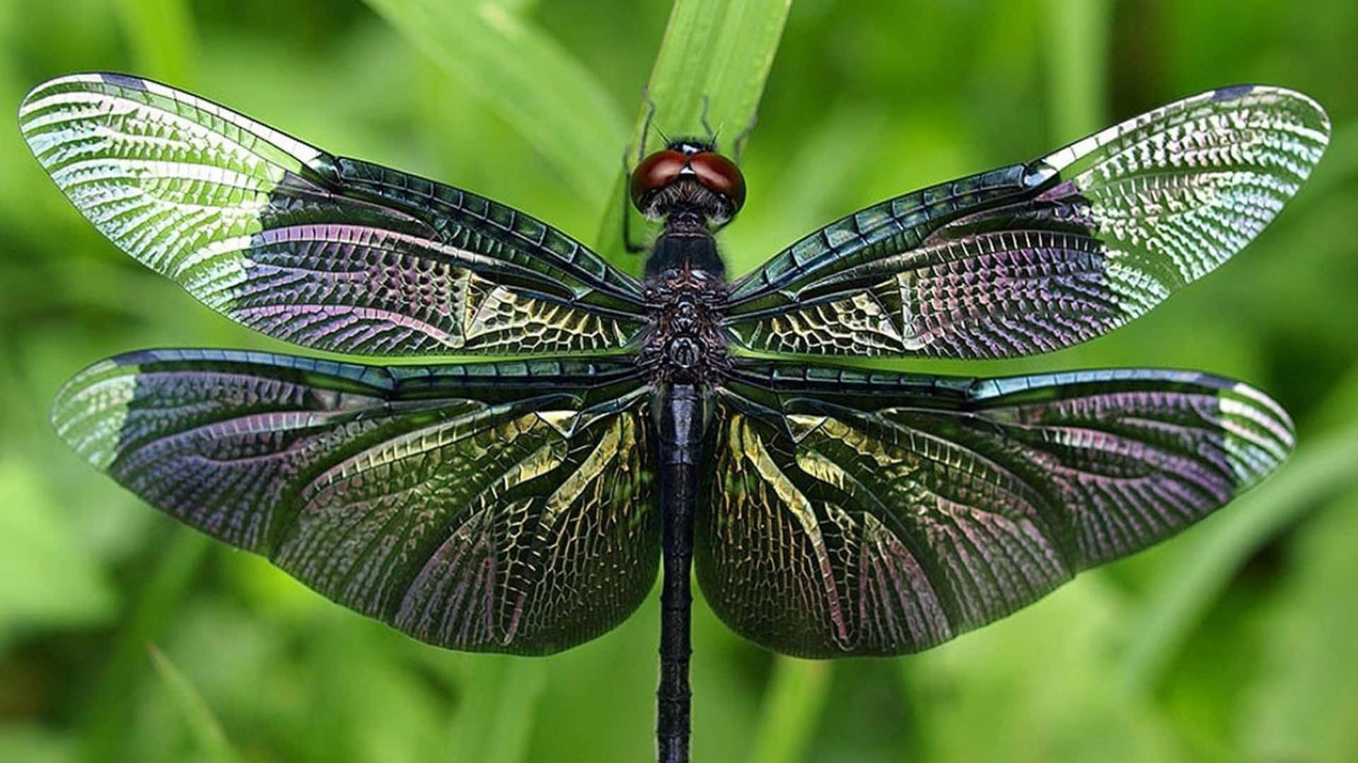 A colorful Dragonfly sits in the middle of an expansive reed bed
