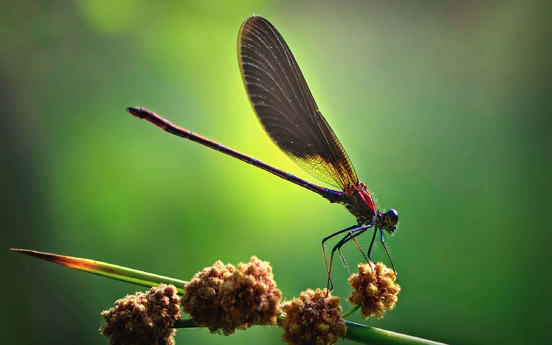 A dragonfly hovers above a tranquil body of water