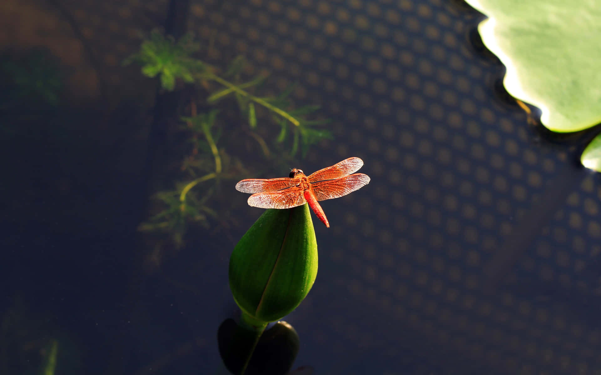 A colorful dragonfly soaking up the summer sun
