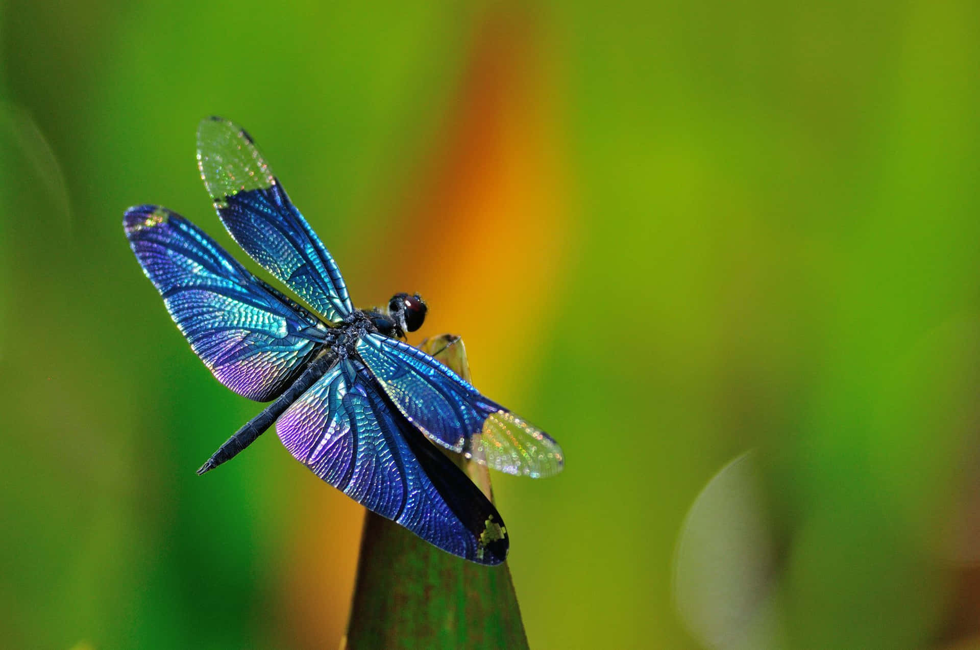 A Dragonfly in Mid-Flight