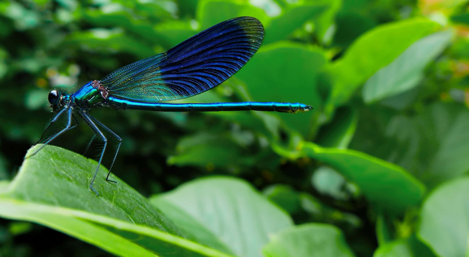 Discover the beauty of nature with a dragonfly.