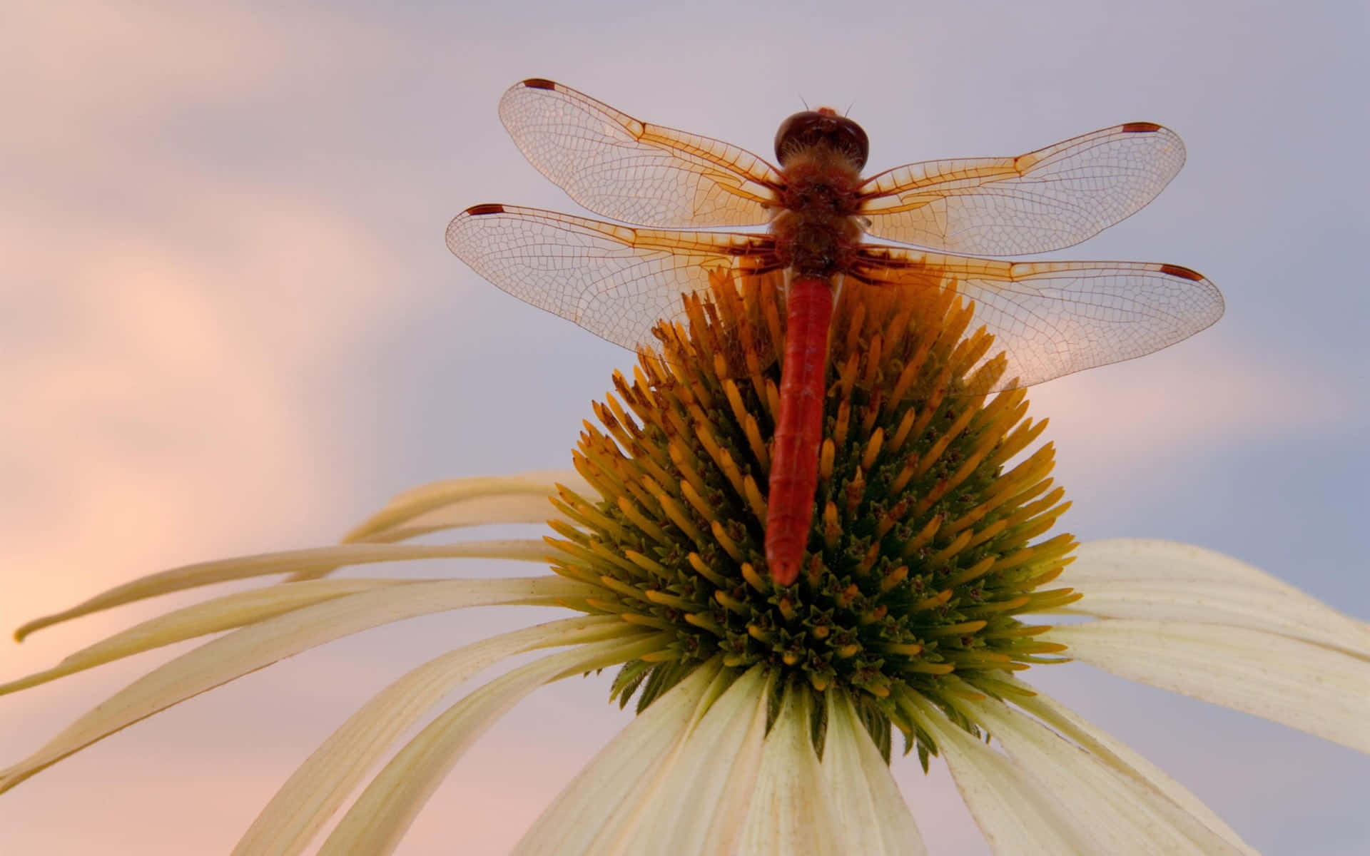 “Admire the beauty of a dragonfly gliding in the summer breeze.”