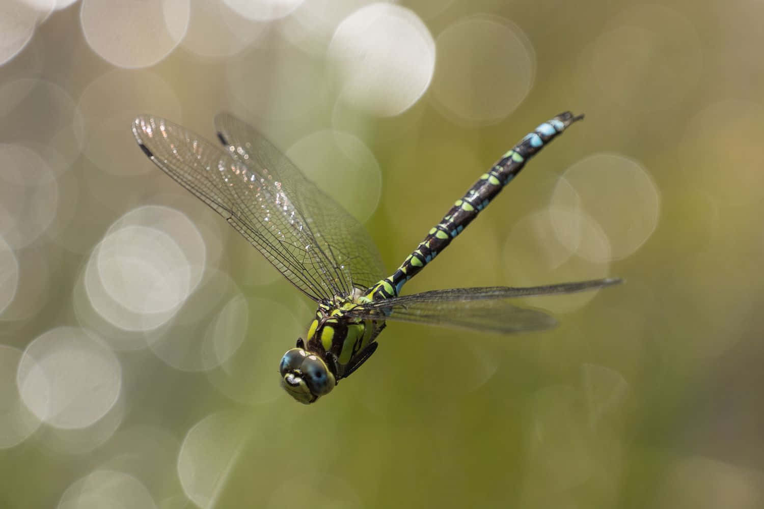 Dragonfly Bilder 1500 X 1000