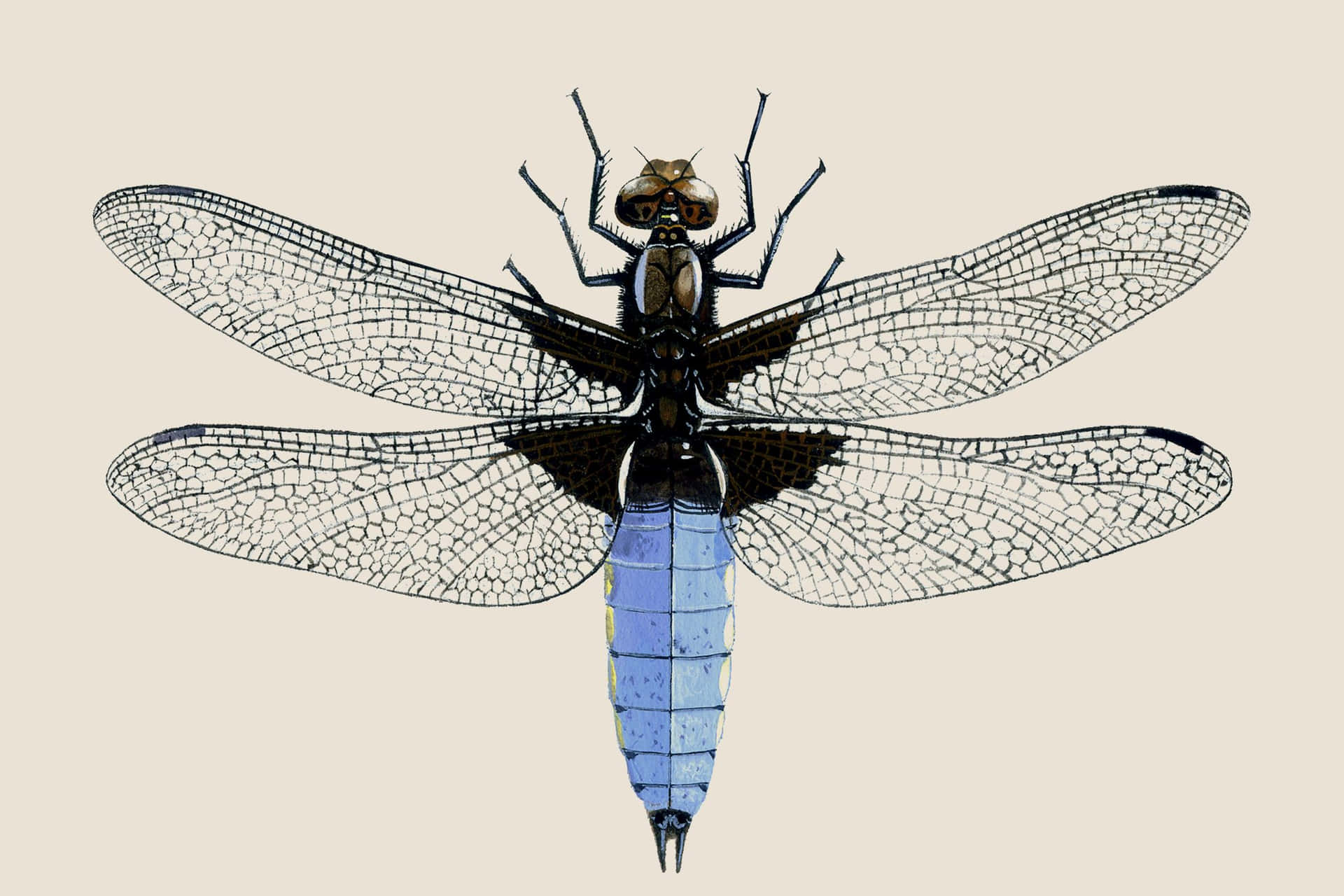 Dragonfly Bilder 2048 X 1365