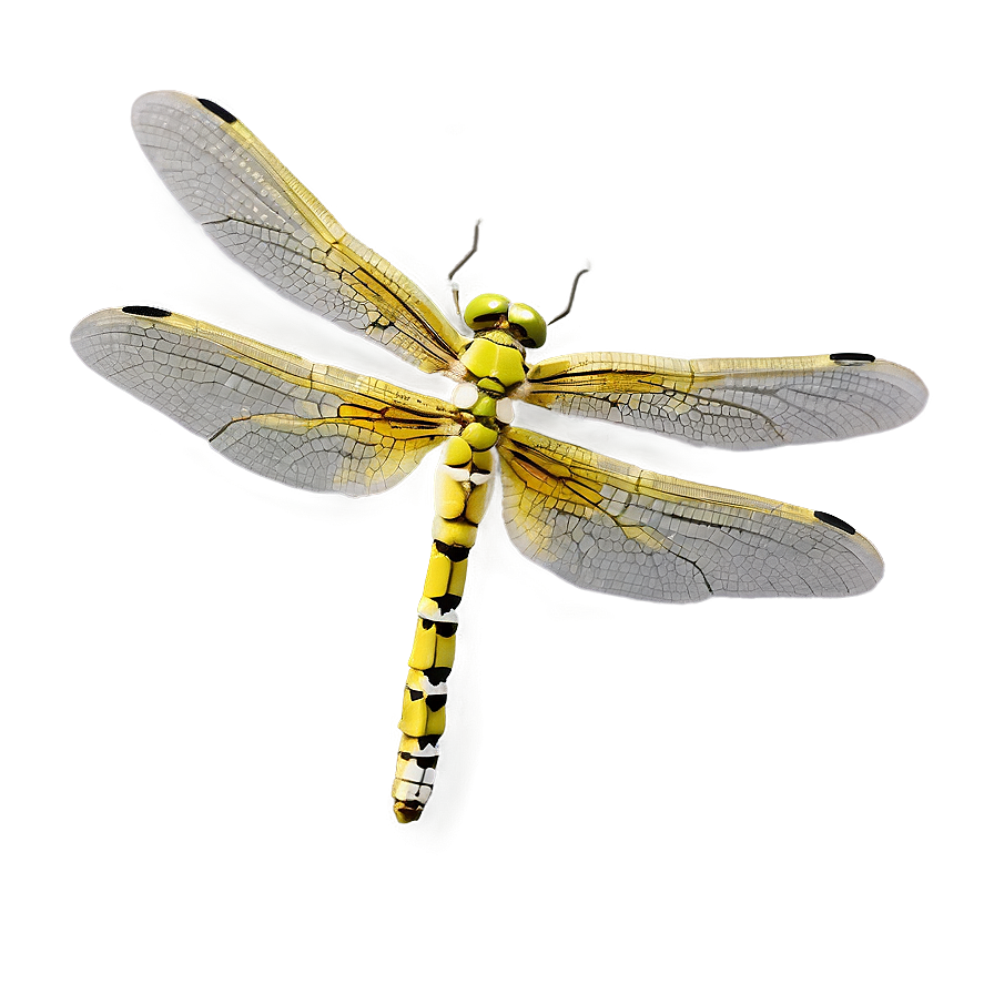 Dragonfly In Flight Png 05212024 PNG