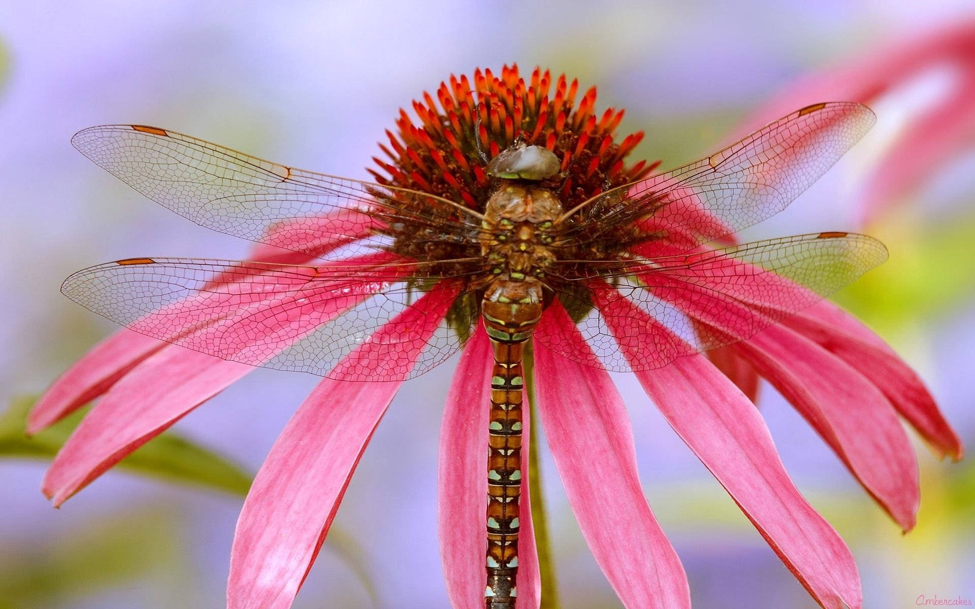 Dragonfly On A Coneflower