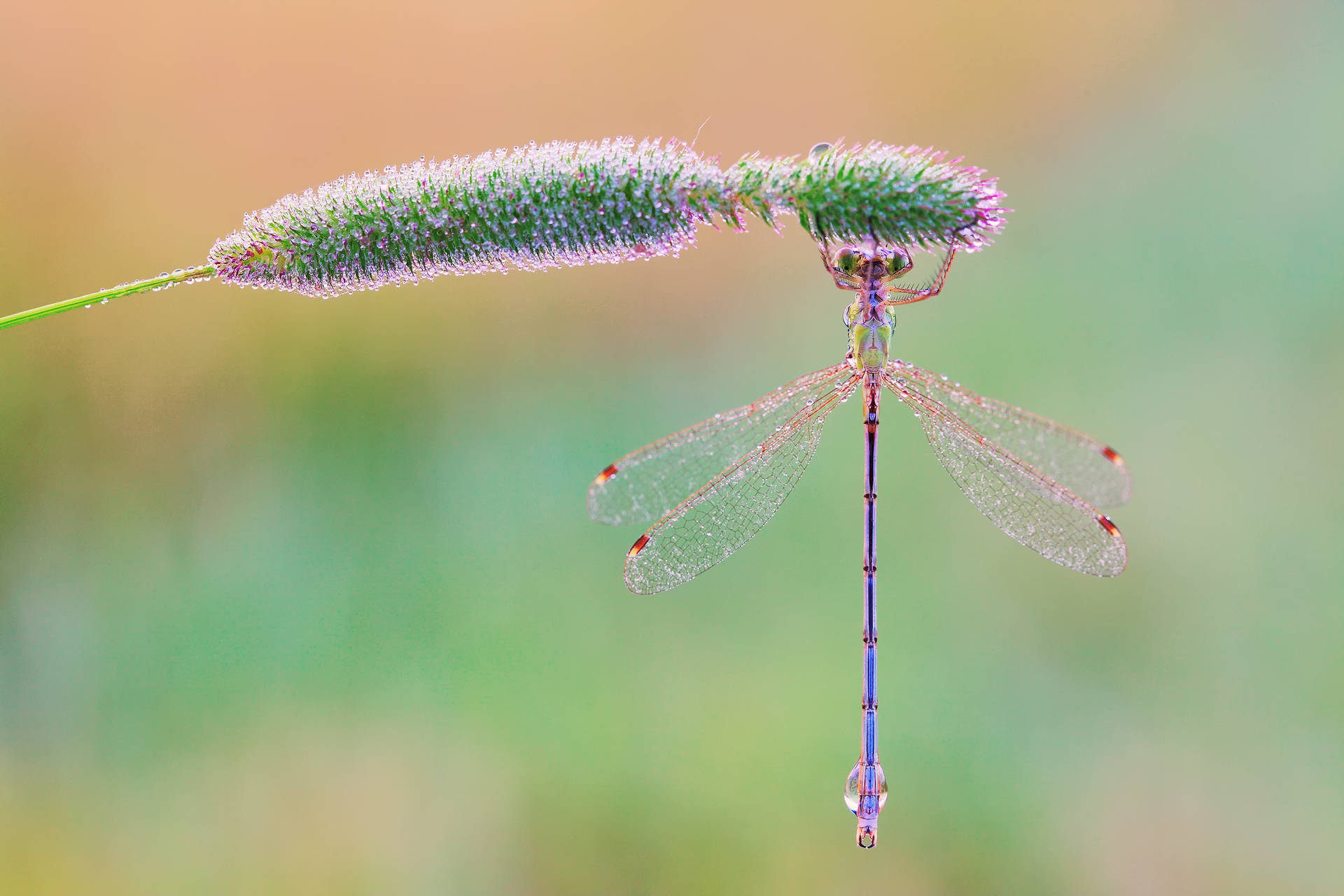 Dragonfly On A Long Bud