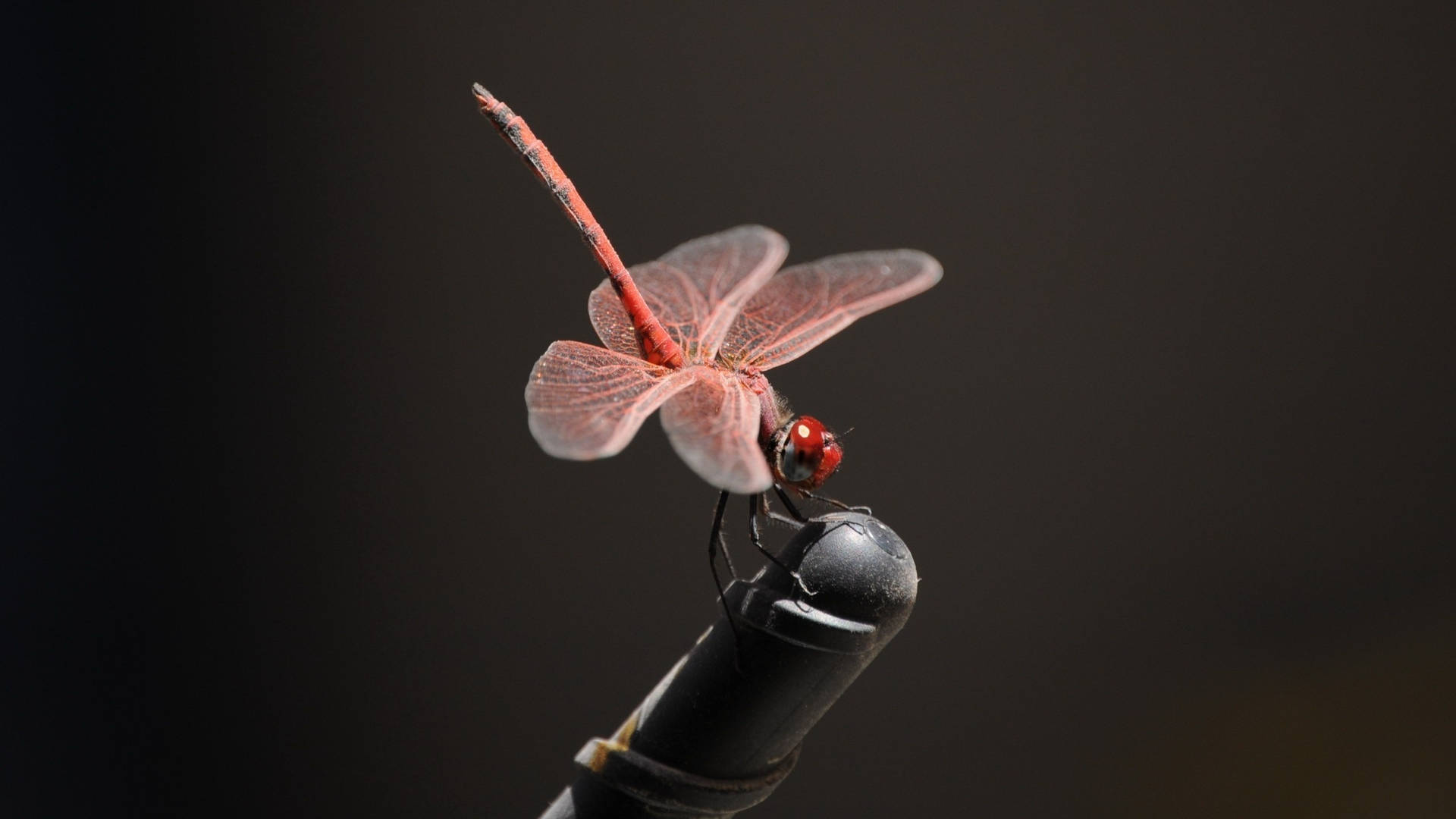 Dragonfly On A Rod Wallpaper