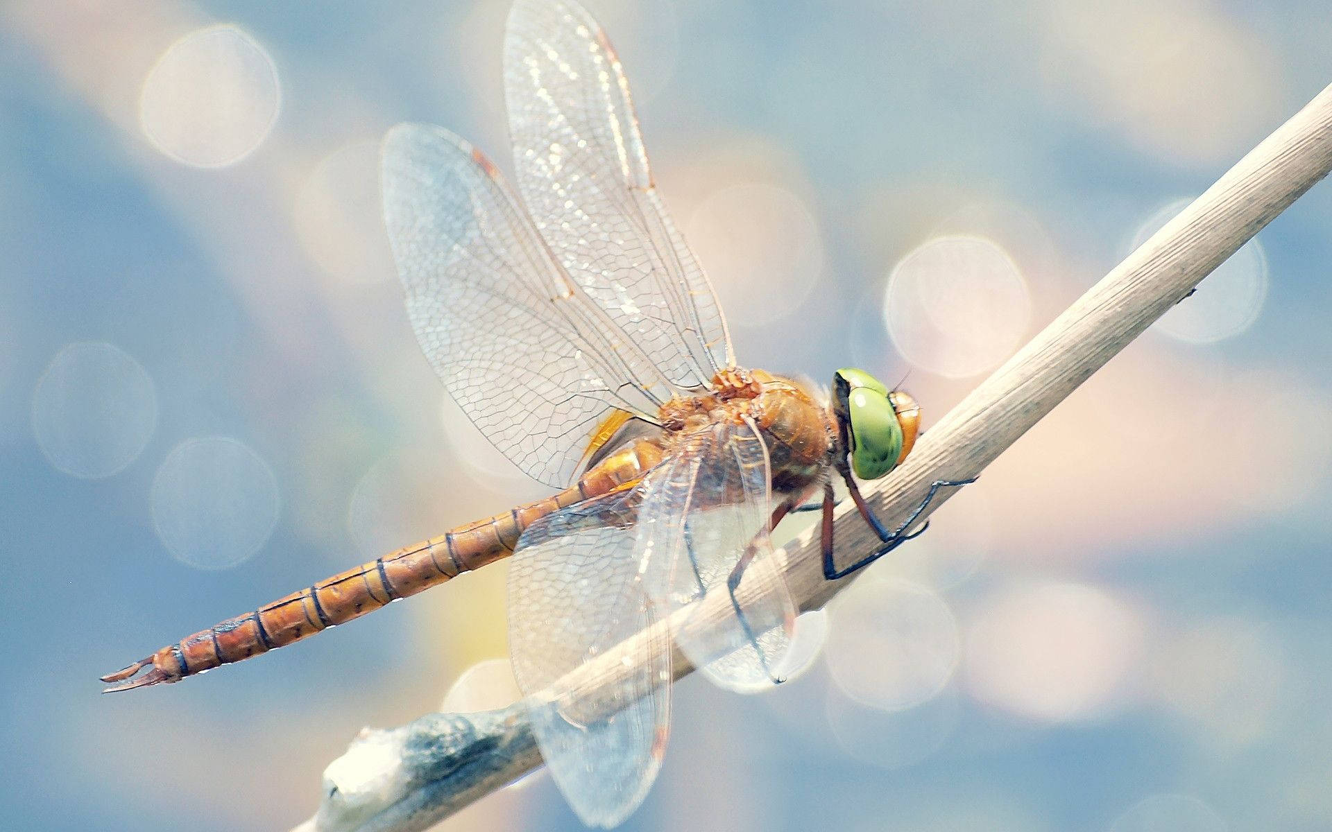 Dragonfly On A White Twig Wallpaper