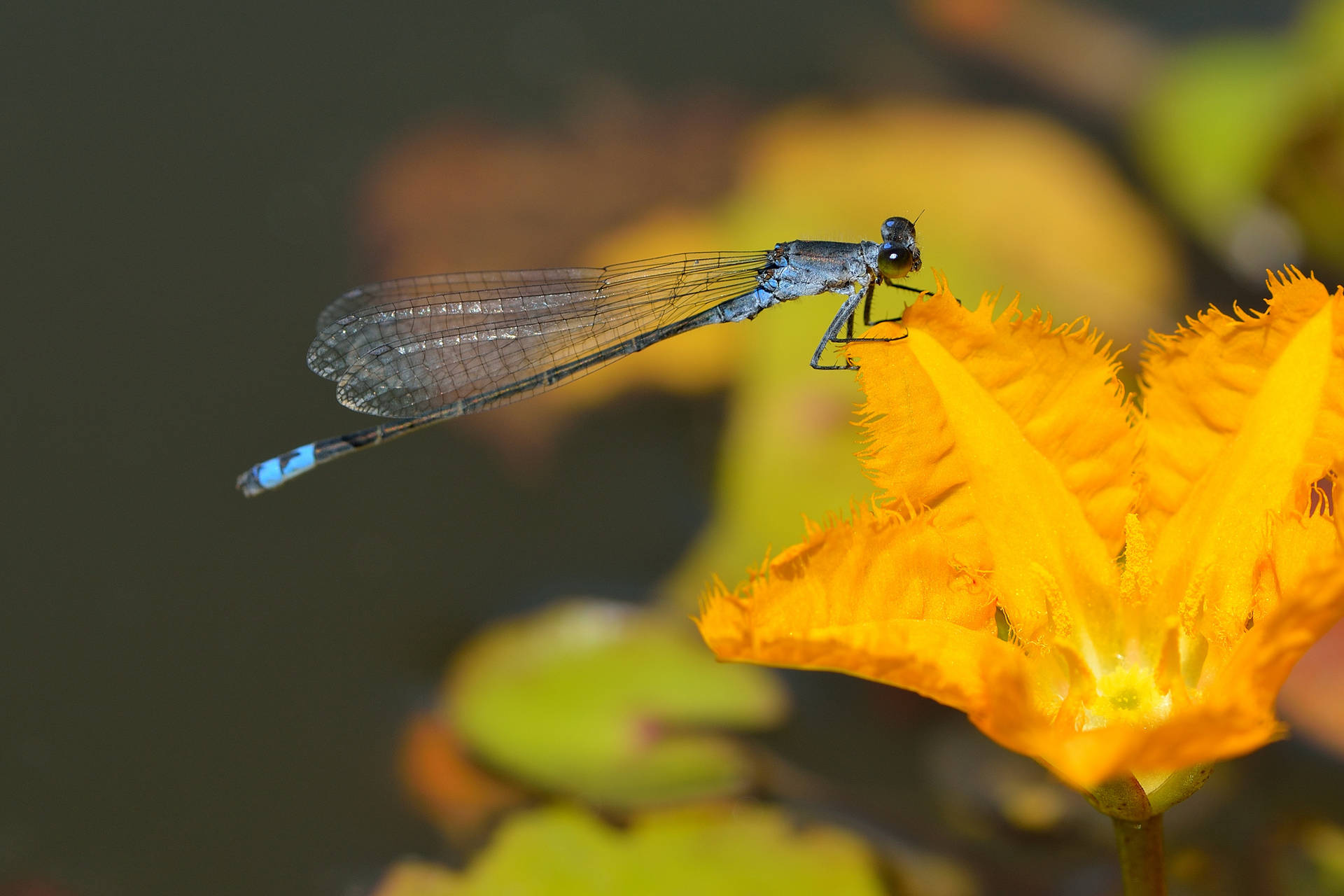Dragonfly On A Yellow Flower