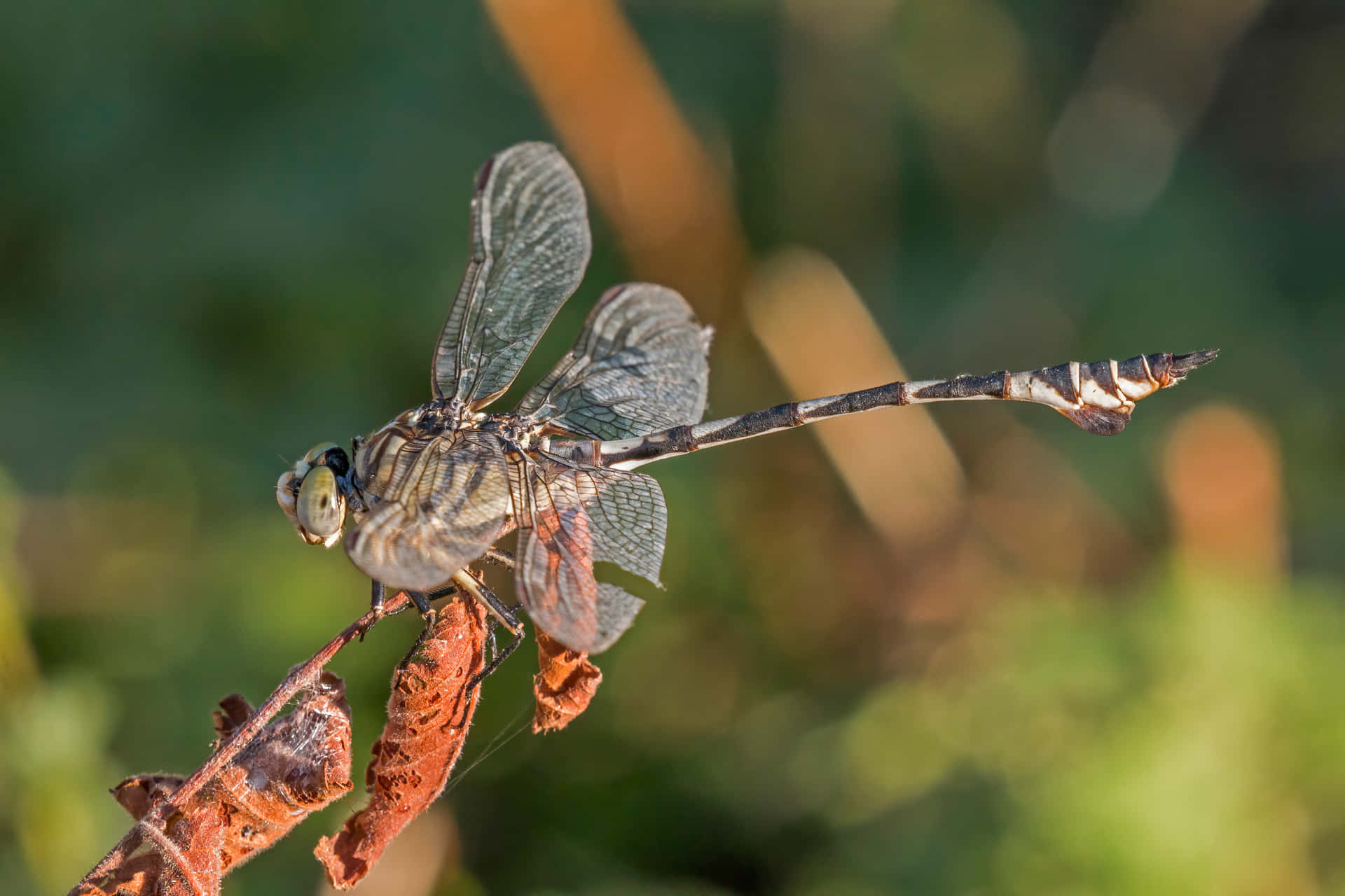 Dragonfly Pictures