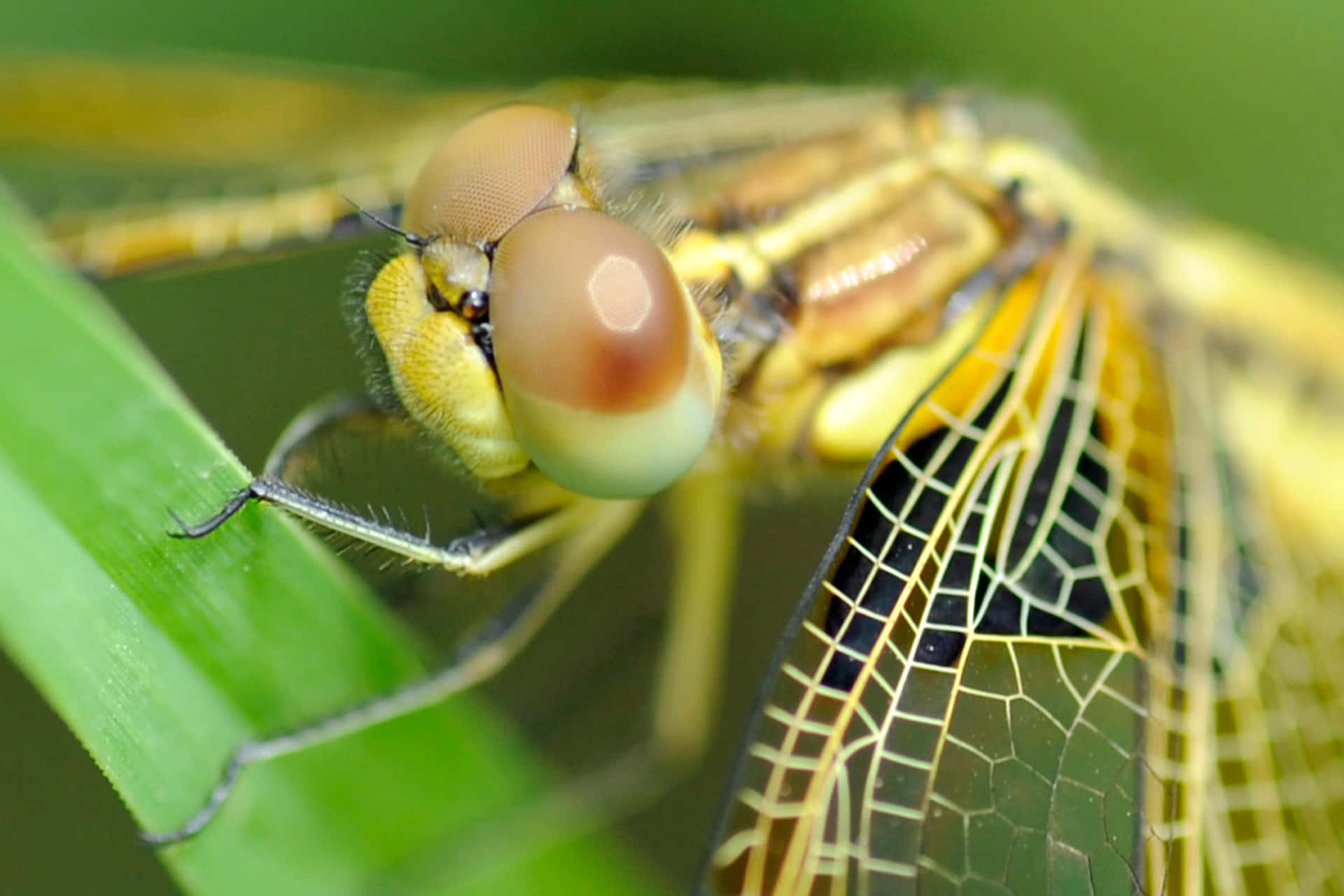 Dragonfly Pictures