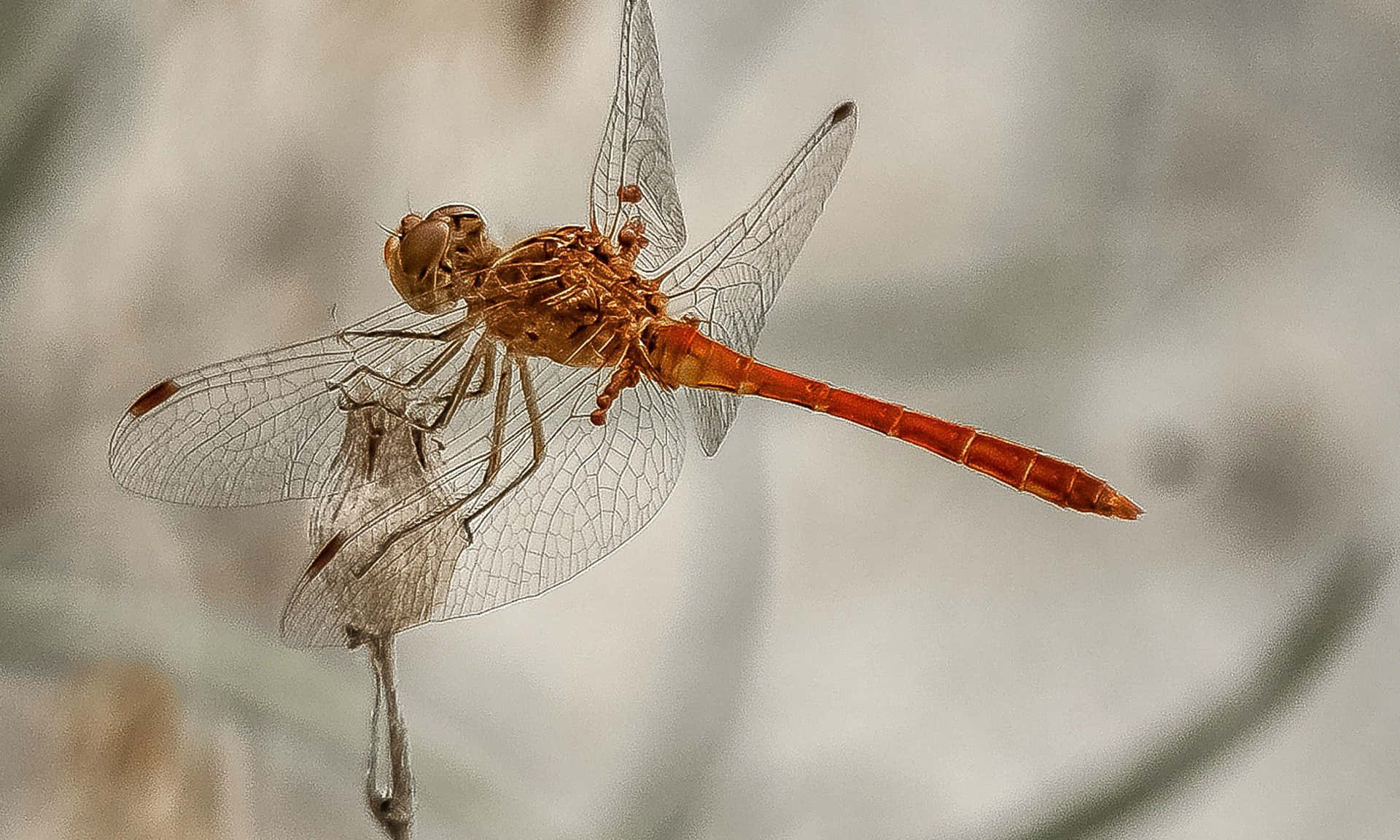 Dragonfly Pictures